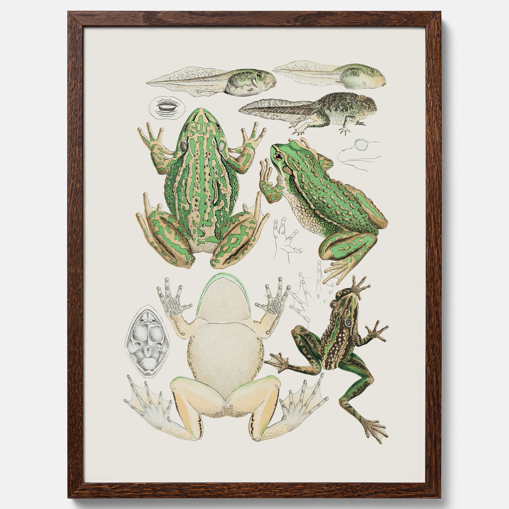 Tavla med grodor, grodtavla  – Vintageposter med grodors utvecklingsstadier