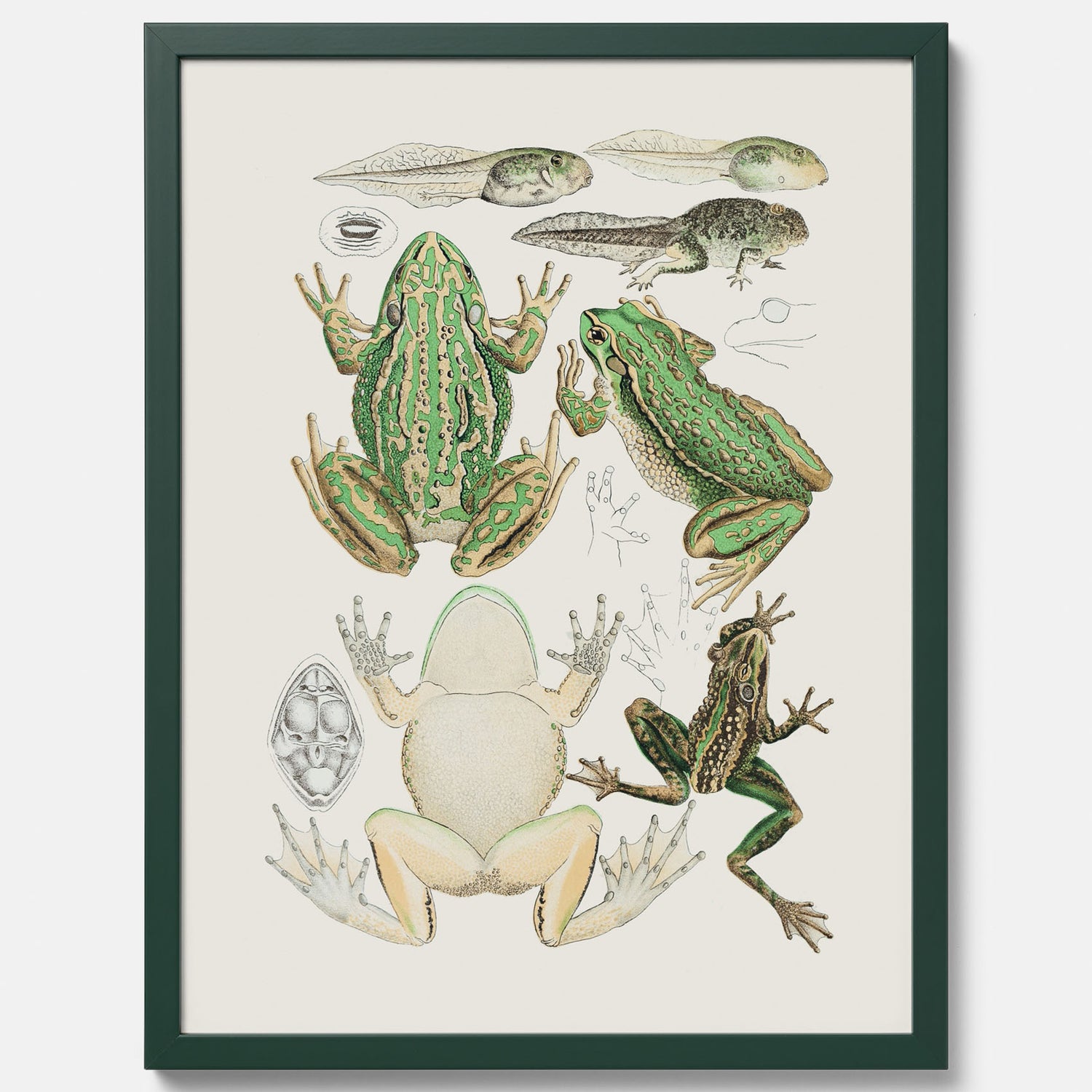 Tavla med grodor, grodtavla  – Vintageposter med grodors utvecklingsstadier