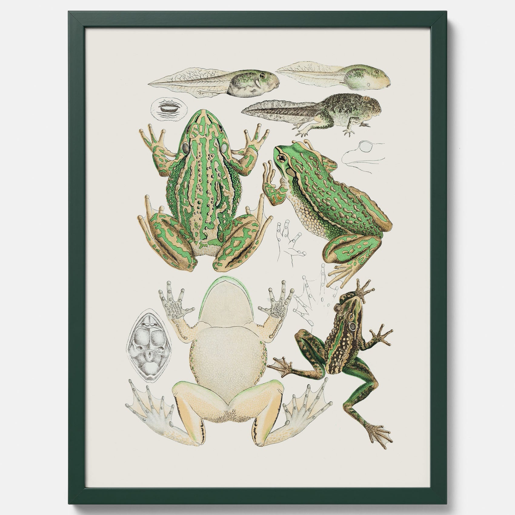 Tavla med grodor, grodtavla  – Vintageposter med grodors utvecklingsstadier