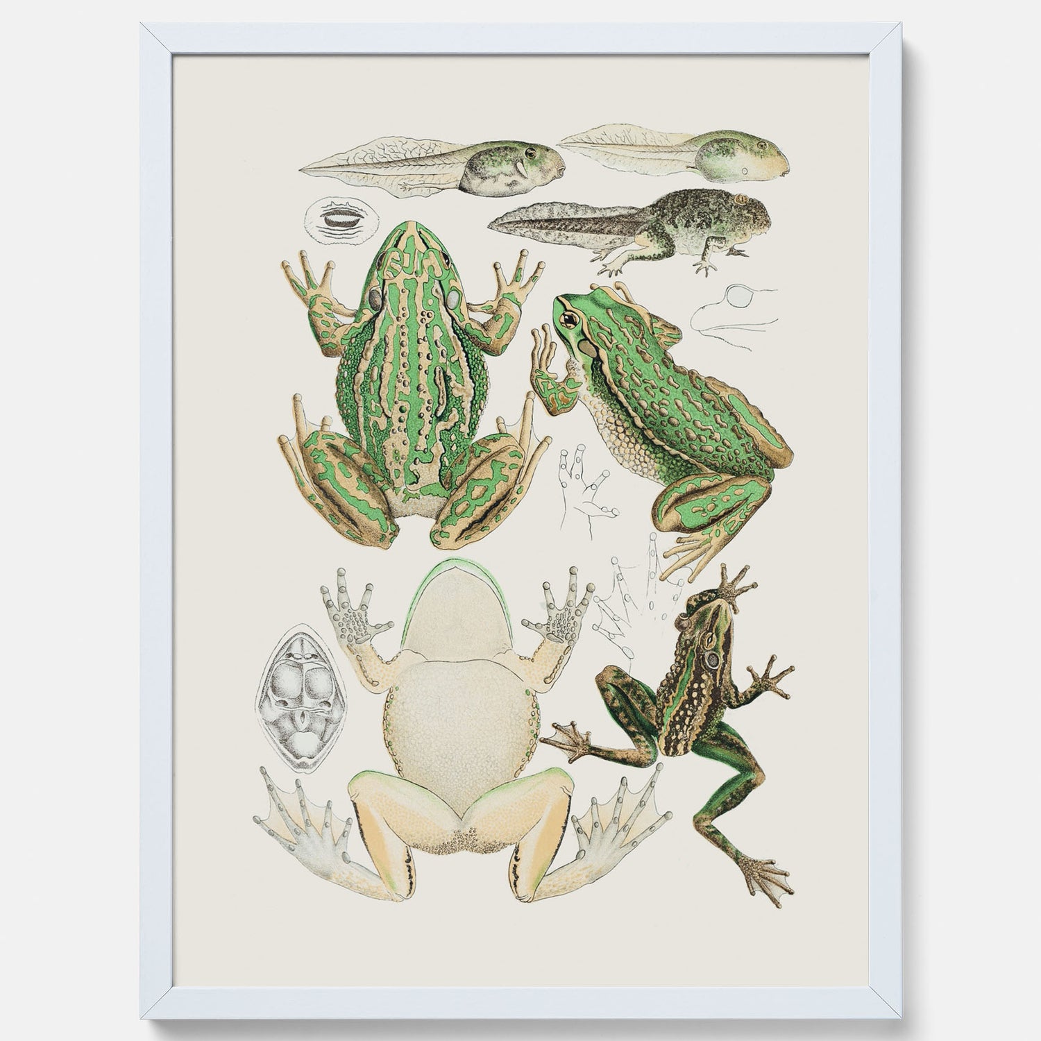 Tavla med grodor, grodtavla  – Vintageposter med grodors utvecklingsstadier