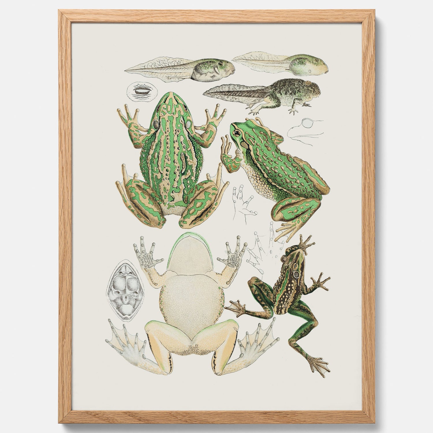 Tavla med grodor, grodtavla  – Vintageposter med grodors utvecklingsstadier