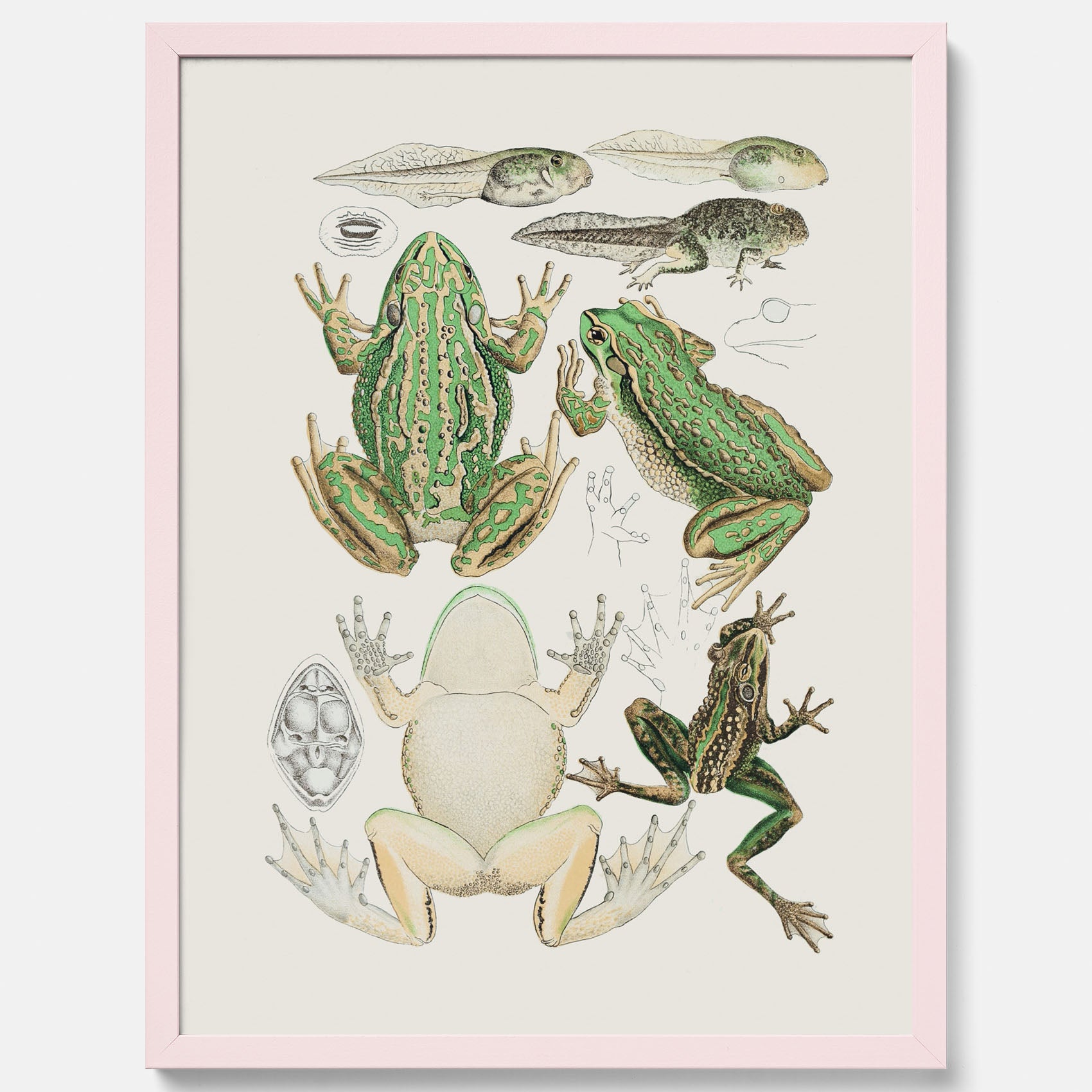 Tavla med grodor, grodtavla  – Vintageposter med grodors utvecklingsstadier