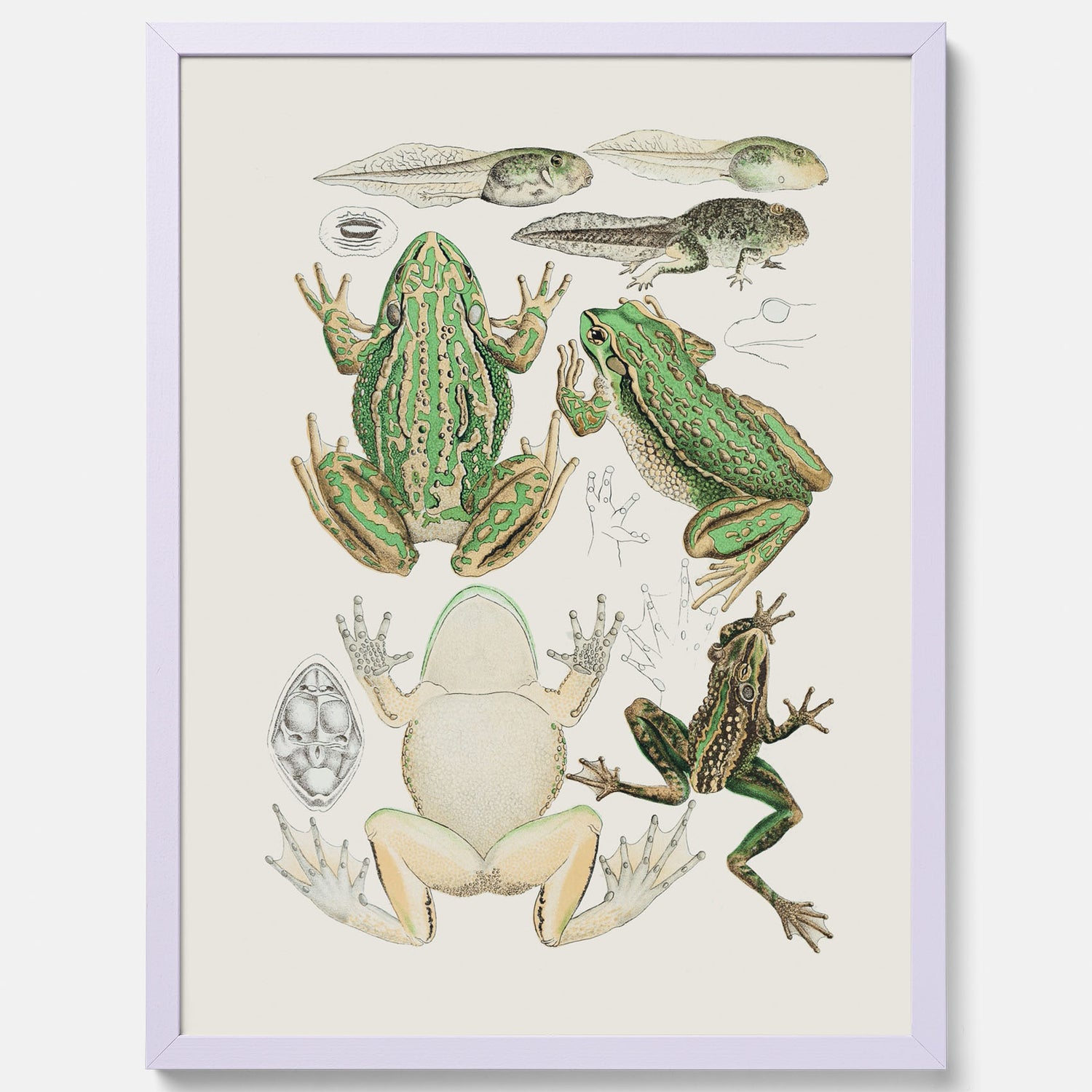 Tavla med grodor, grodtavla  – Vintageposter med grodors utvecklingsstadier