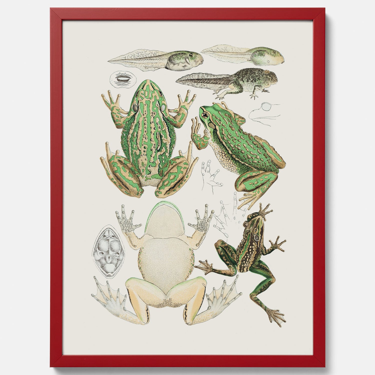 Tavla med grodor, grodtavla  – Vintageposter med grodors utvecklingsstadier