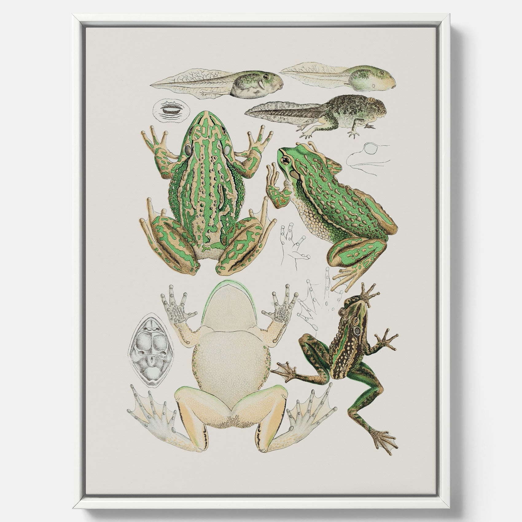 Canvastavla med grodor, grodtavla – Vintageposter med grodors utvecklingsstadier