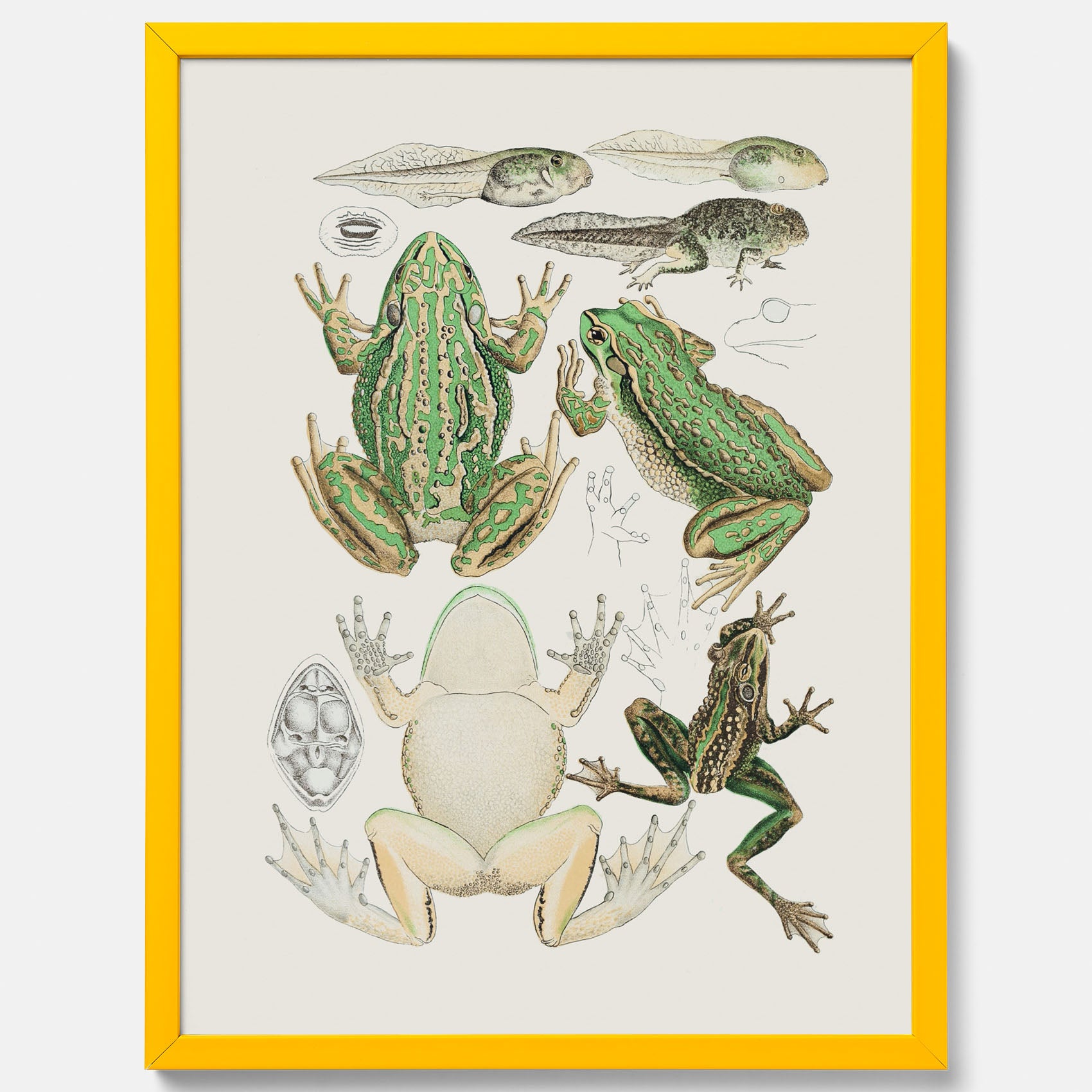 Tavla med grodor, grodtavla  – Vintageposter med grodors utvecklingsstadier
