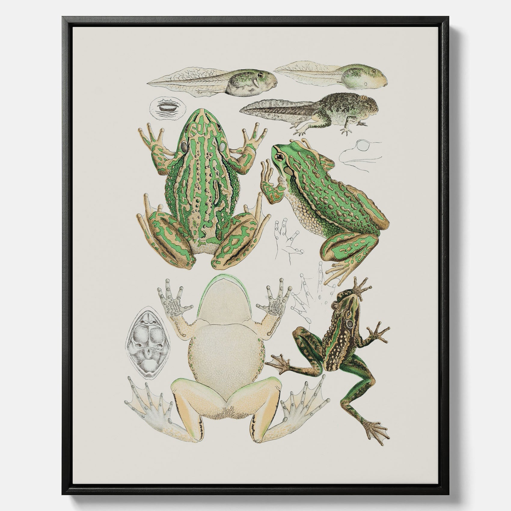 Canvastavla med grodor, grodtavla – Vintageposter med grodors utvecklingsstadier