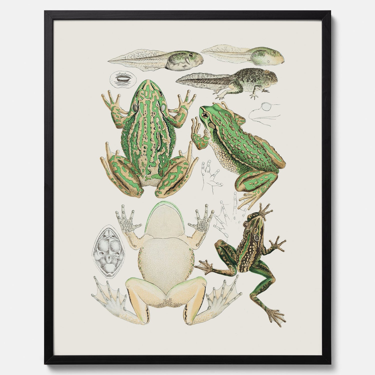 Tavla med grodor, grodtavla  – Vintageposter med grodors utvecklingsstadier