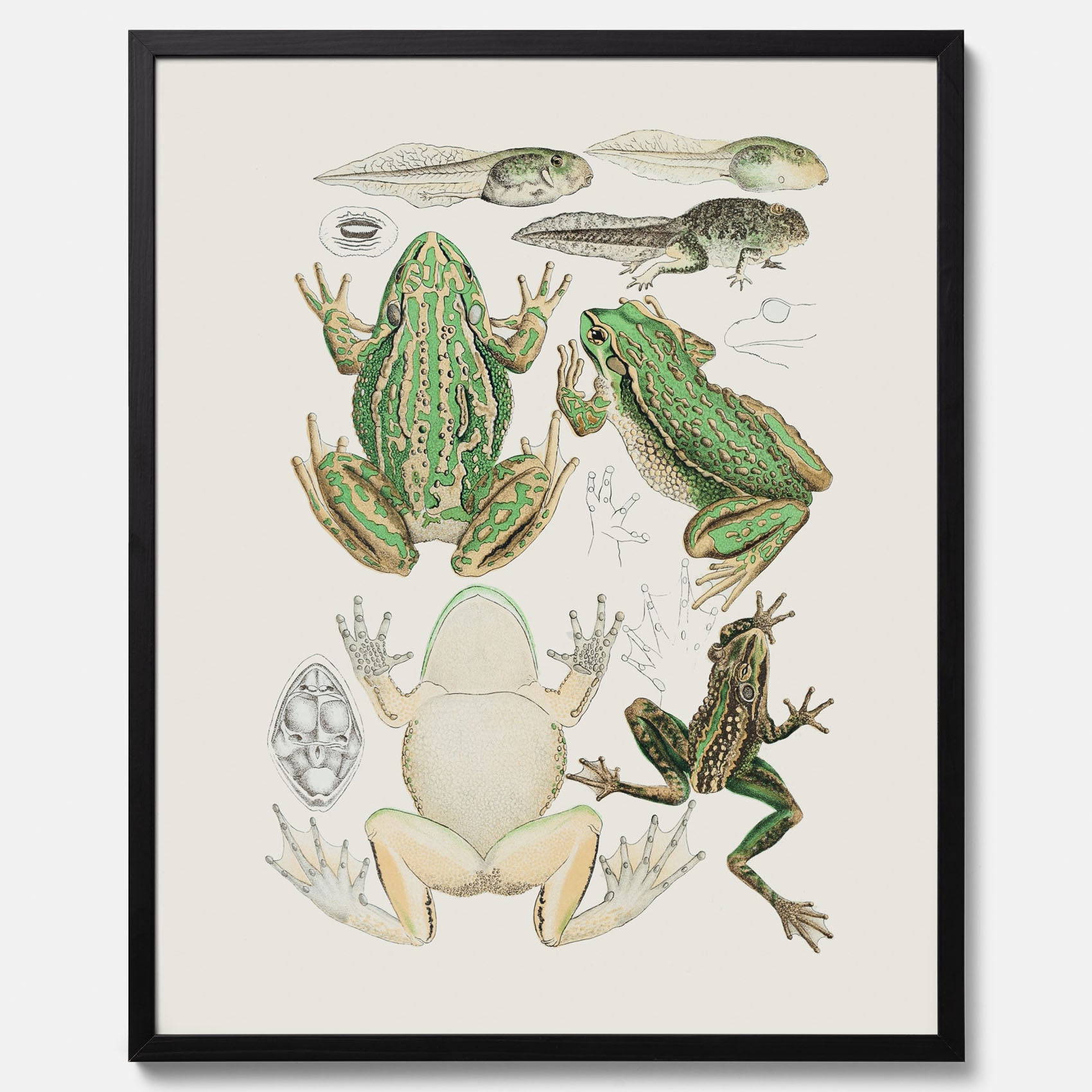 Tavla med grodor, grodtavla  – Vintageposter med grodors utvecklingsstadier