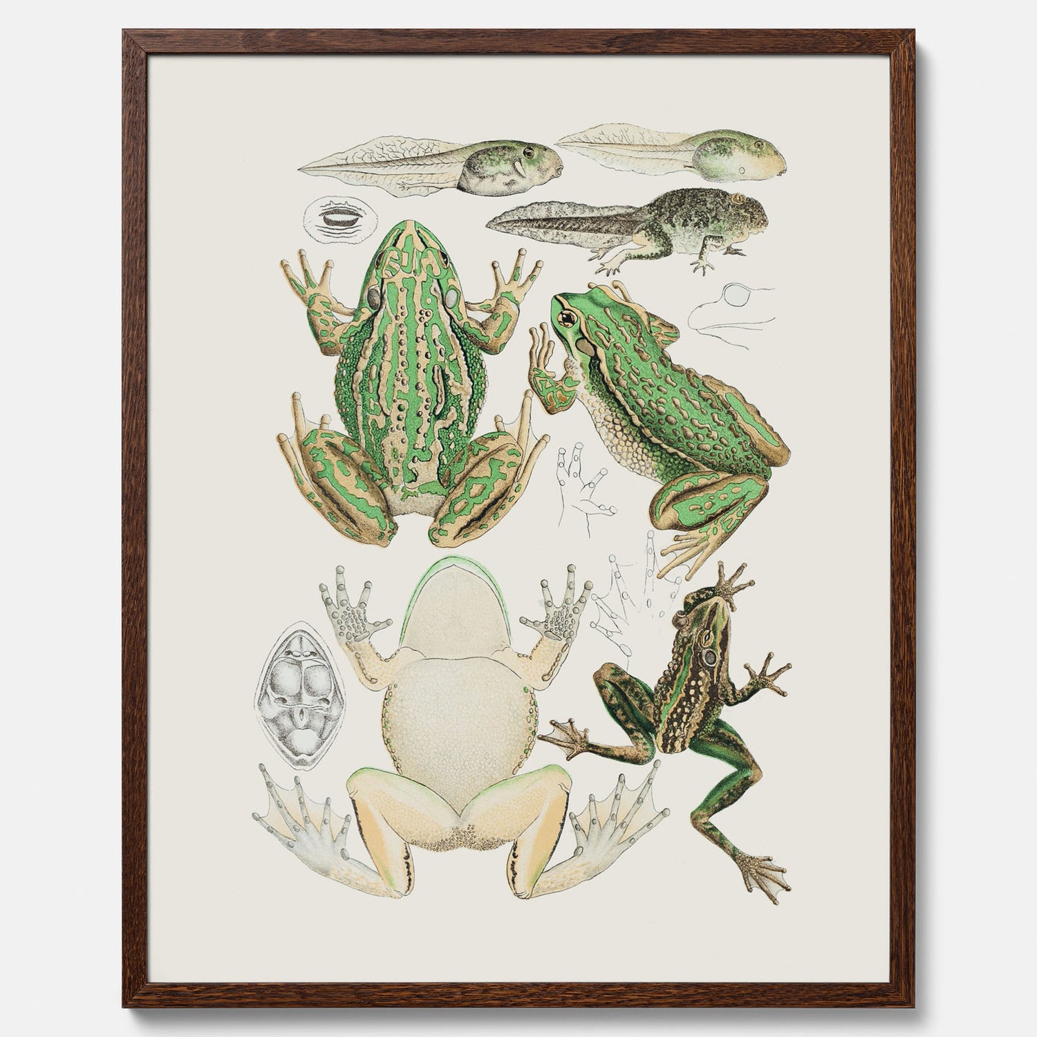 Tavla med grodor, grodtavla  – Vintageposter med grodors utvecklingsstadier