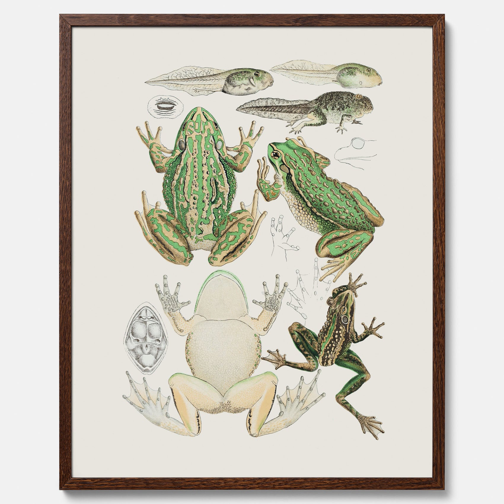 Tavla med grodor, grodtavla  – Vintageposter med grodors utvecklingsstadier