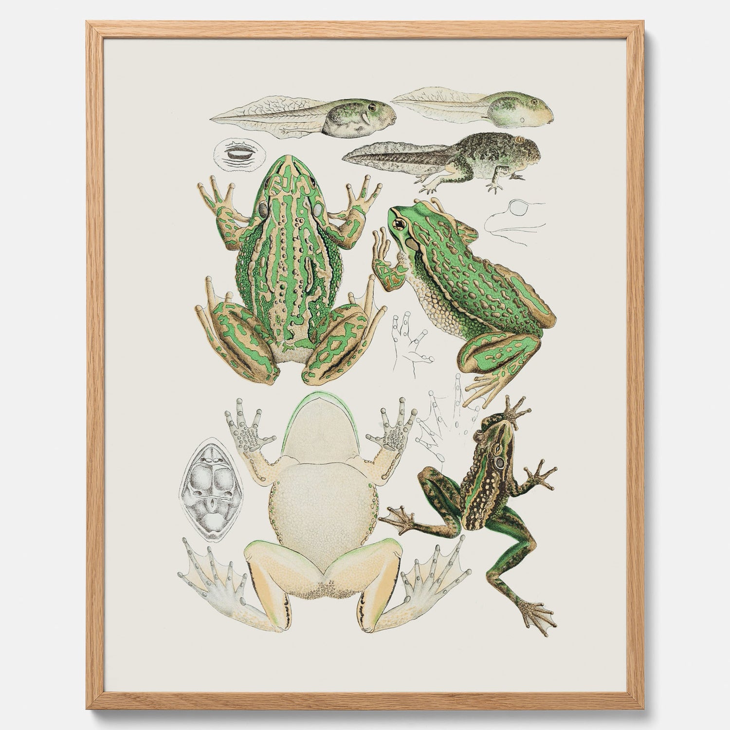 Tavla med grodor, grodtavla  – Vintageposter med grodors utvecklingsstadier