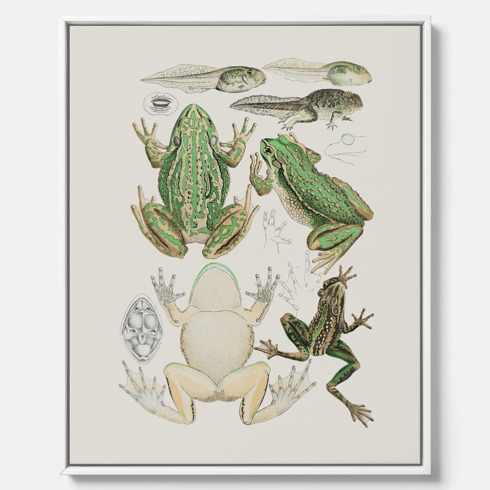 Canvastavla med grodor, grodtavla – Vintageposter med grodors utvecklingsstadier