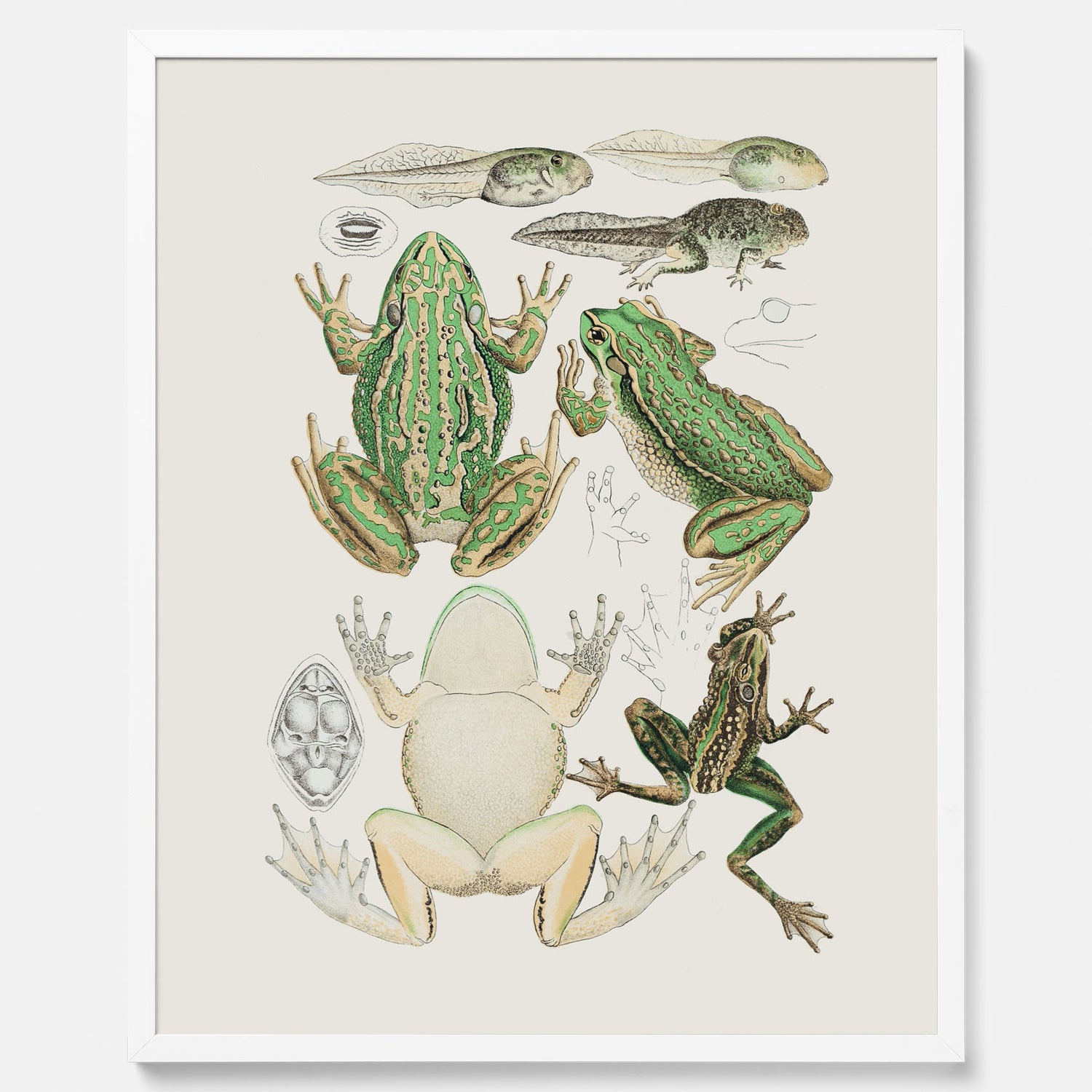 Tavla med grodor, grodtavla  – Vintageposter med grodors utvecklingsstadier