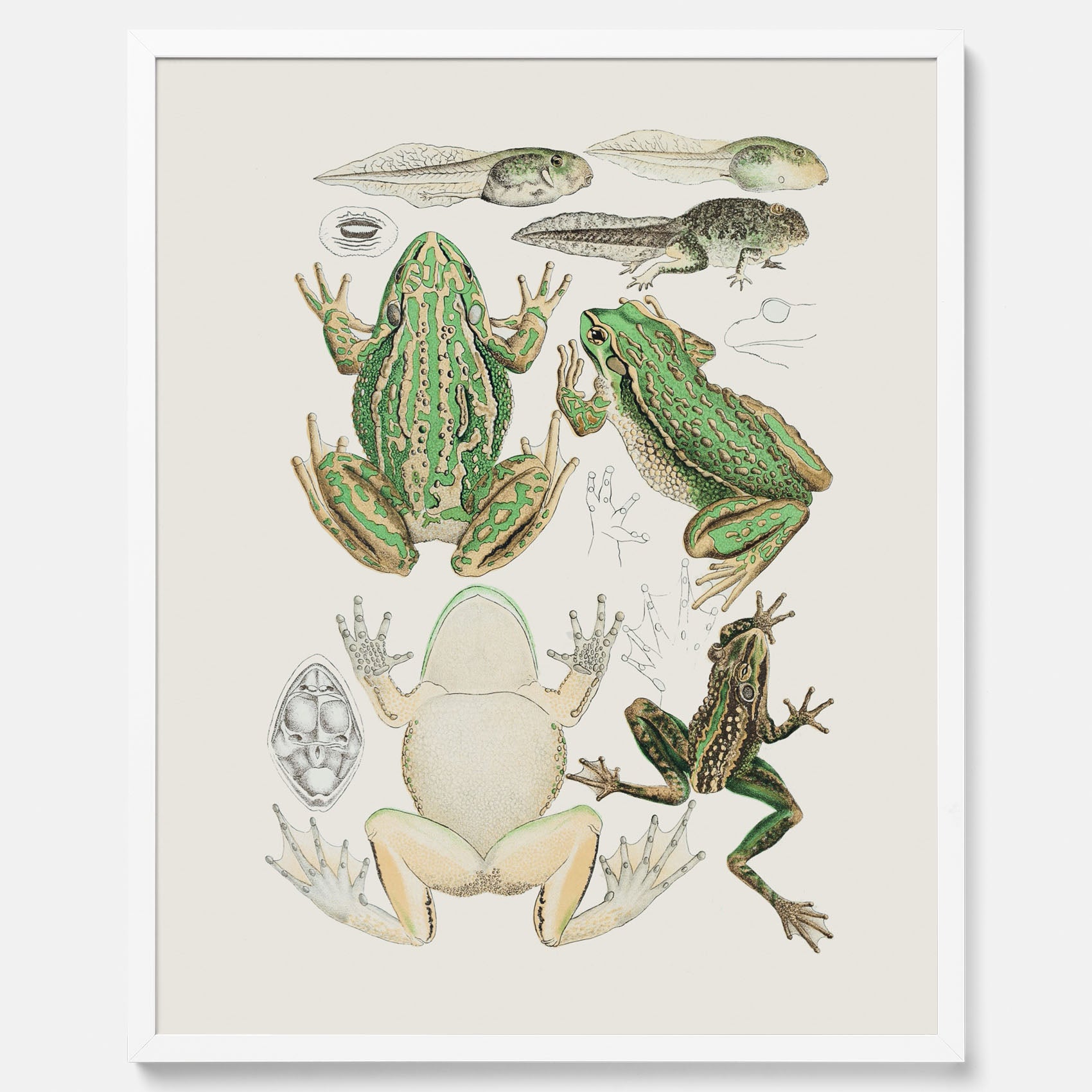 Tavla med grodor, grodtavla  – Vintageposter med grodors utvecklingsstadier