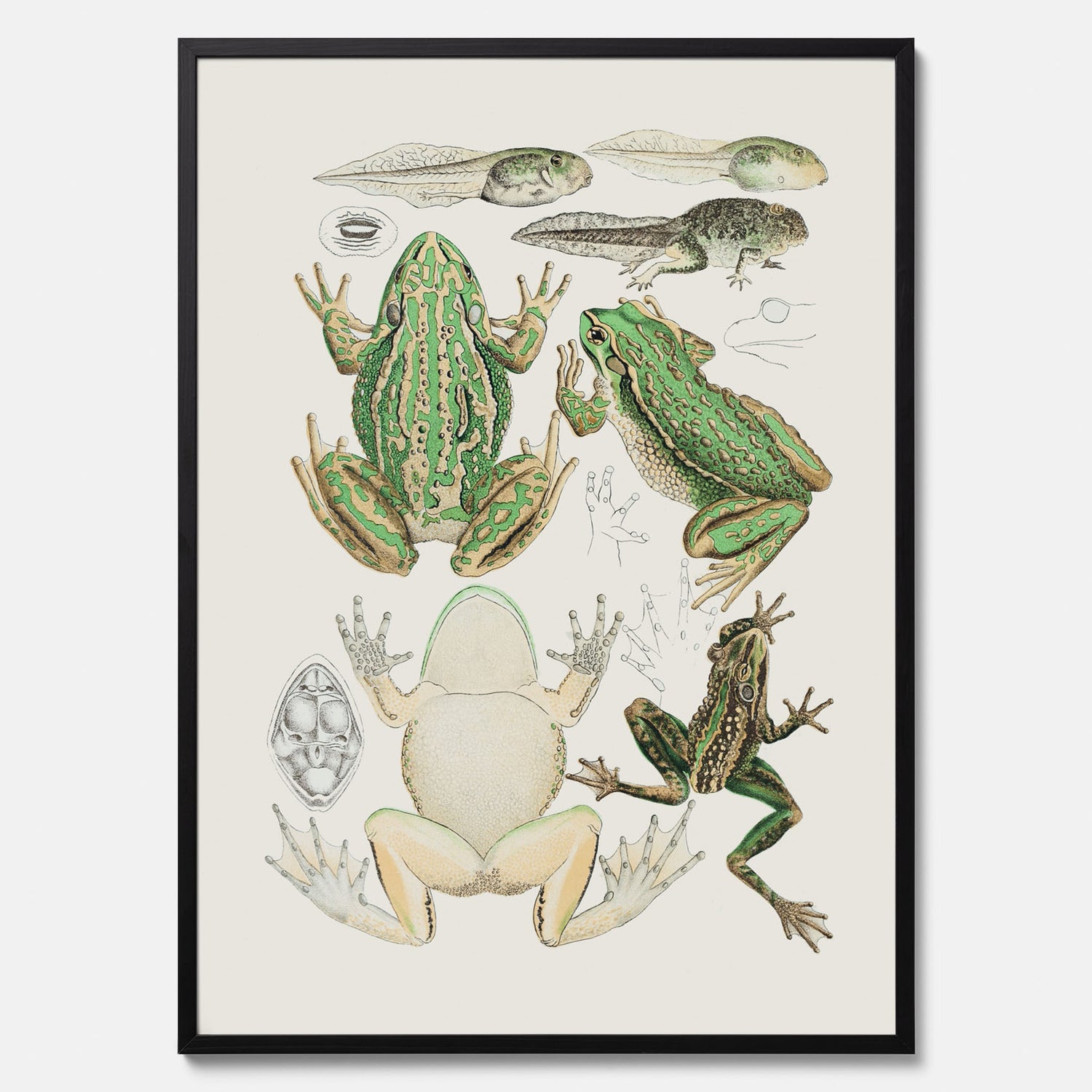 Tavla med grodor, grodtavla  – Vintageposter med grodors utvecklingsstadier