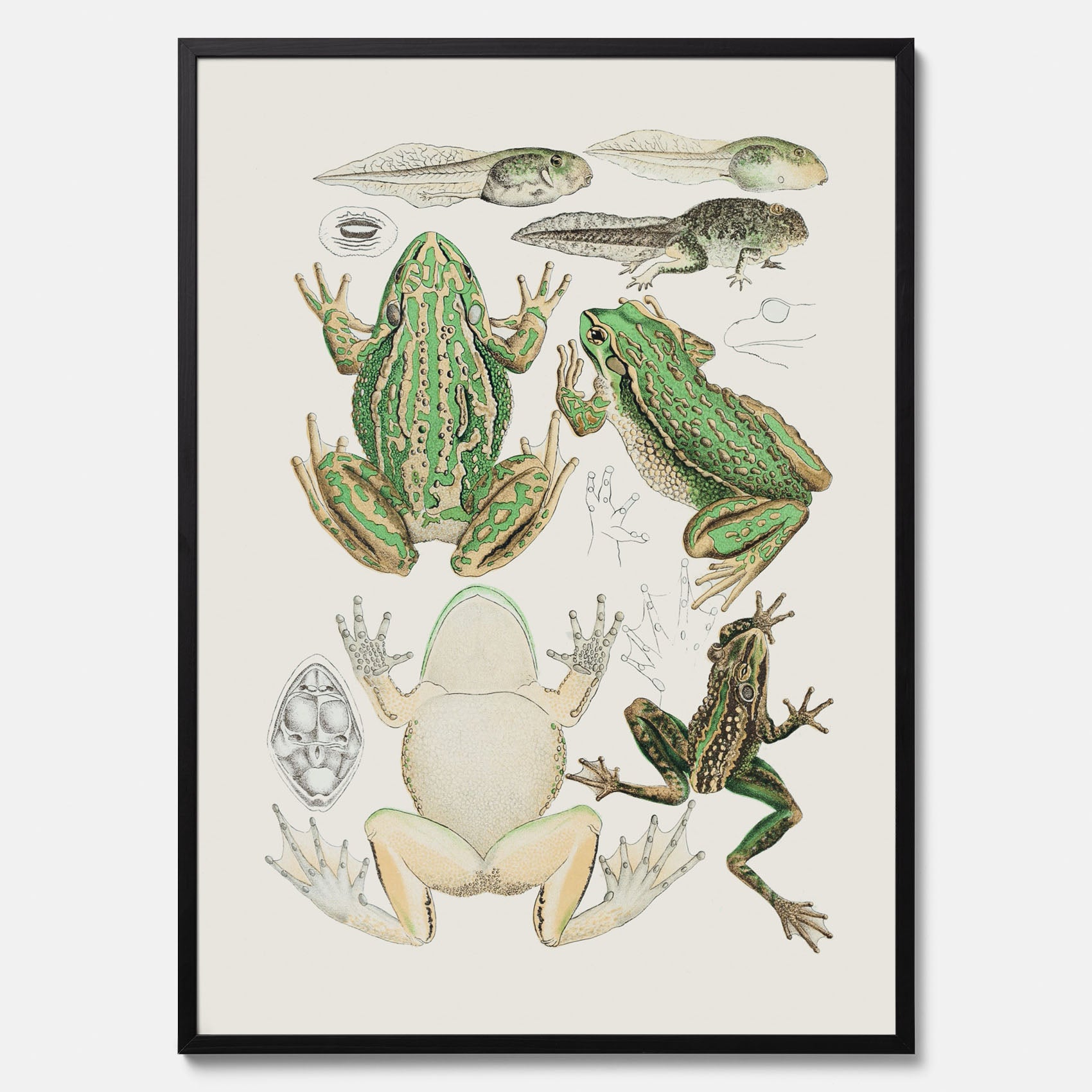 Tavla med grodor, grodtavla  – Vintageposter med grodors utvecklingsstadier
