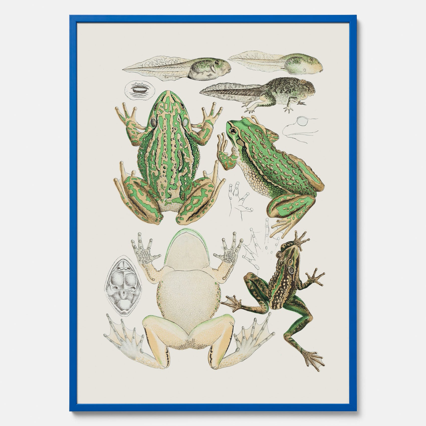 Tavla med grodor, grodtavla  – Vintageposter med grodors utvecklingsstadier