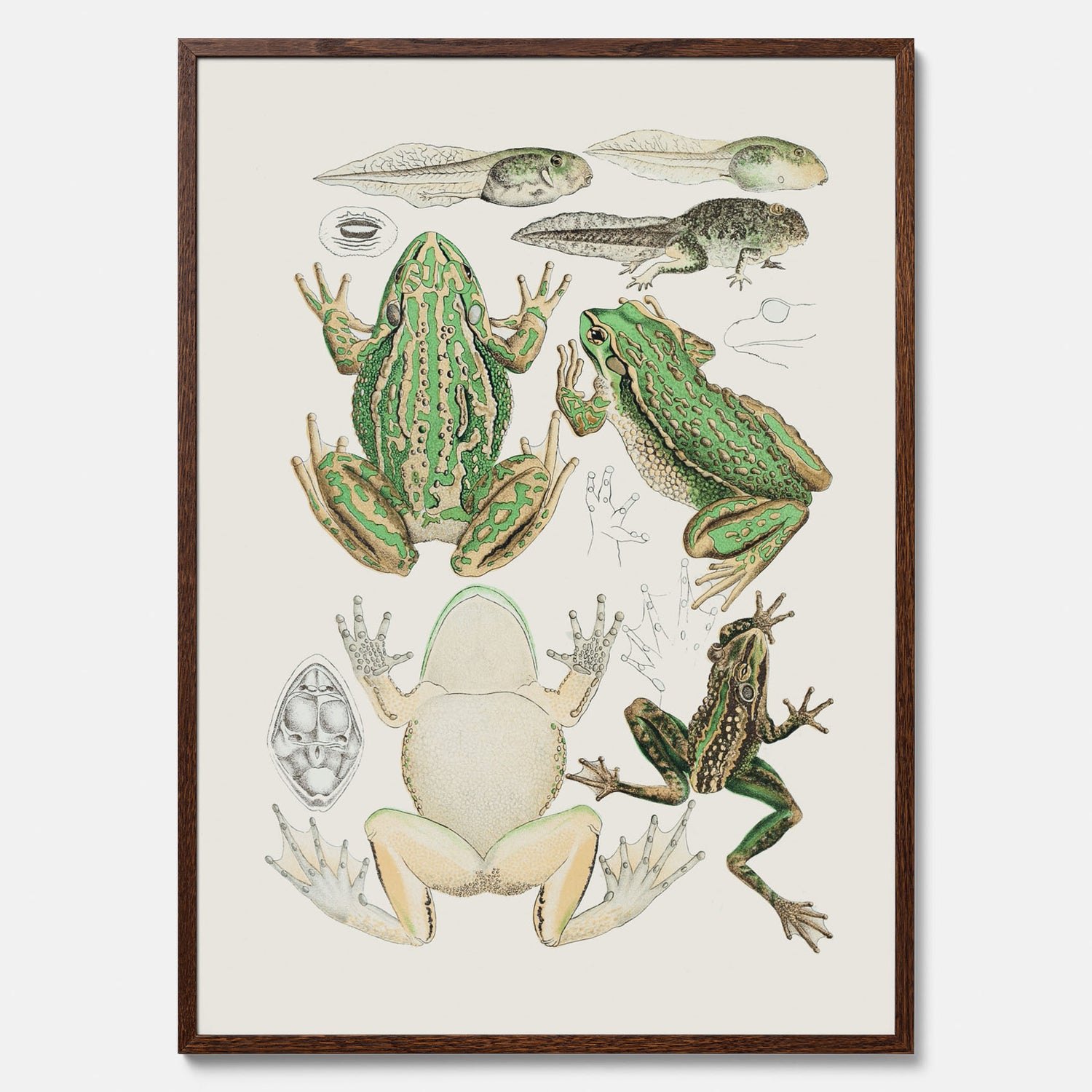 Tavla med grodor, grodtavla  – Vintageposter med grodors utvecklingsstadier