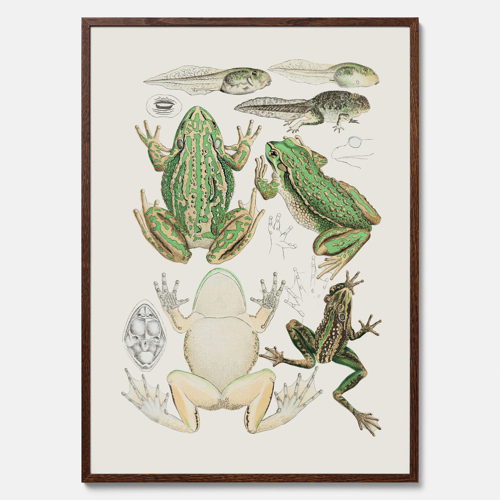 Tavla med grodor, grodtavla  – Vintageposter med grodors utvecklingsstadier