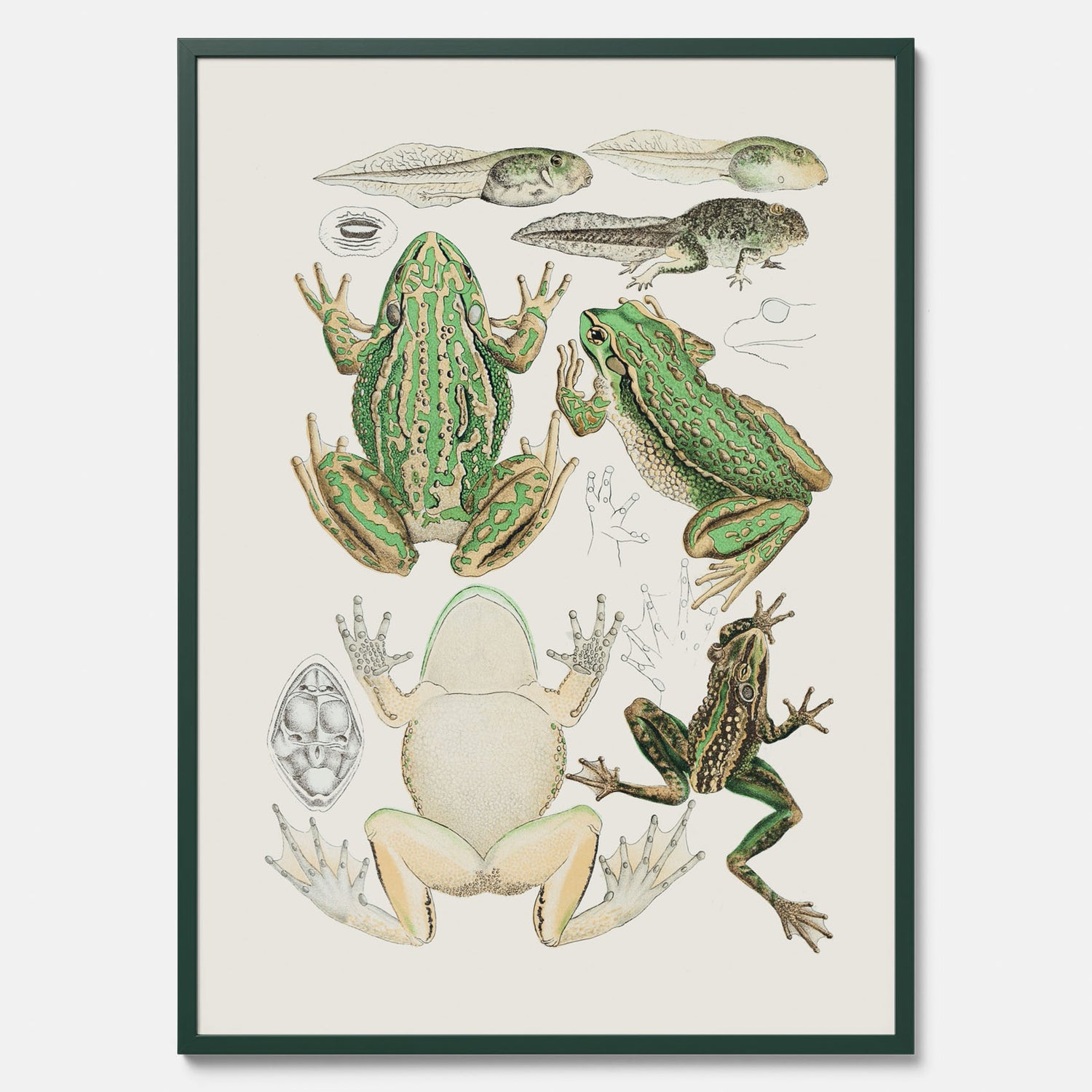 Tavla med grodor, grodtavla  – Vintageposter med grodors utvecklingsstadier