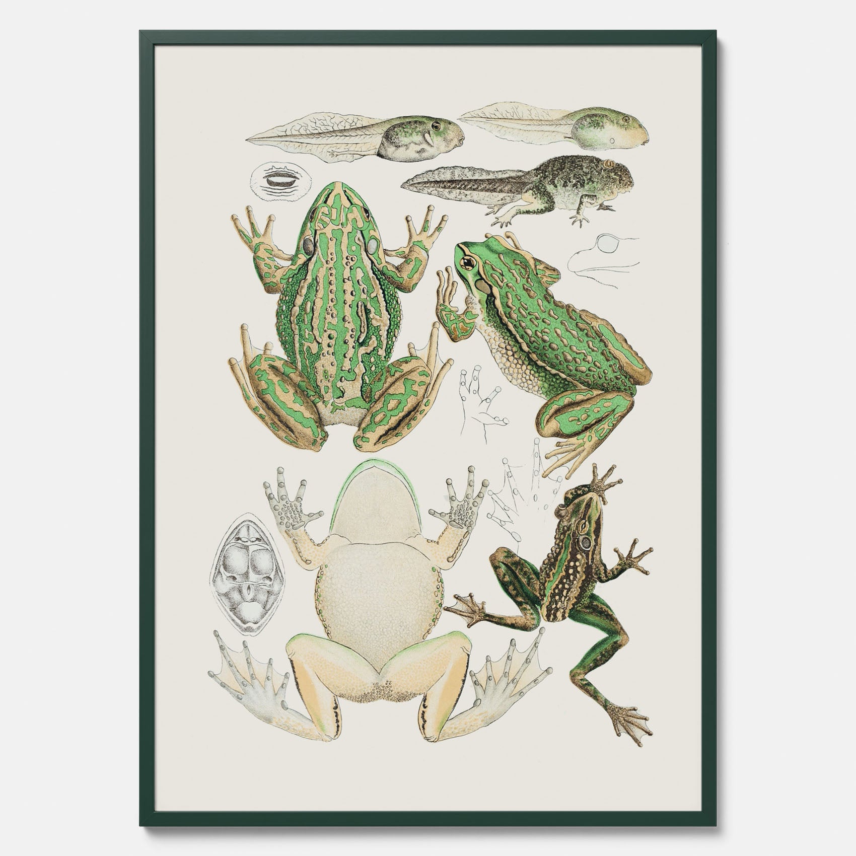 Tavla med grodor, grodtavla  – Vintageposter med grodors utvecklingsstadier