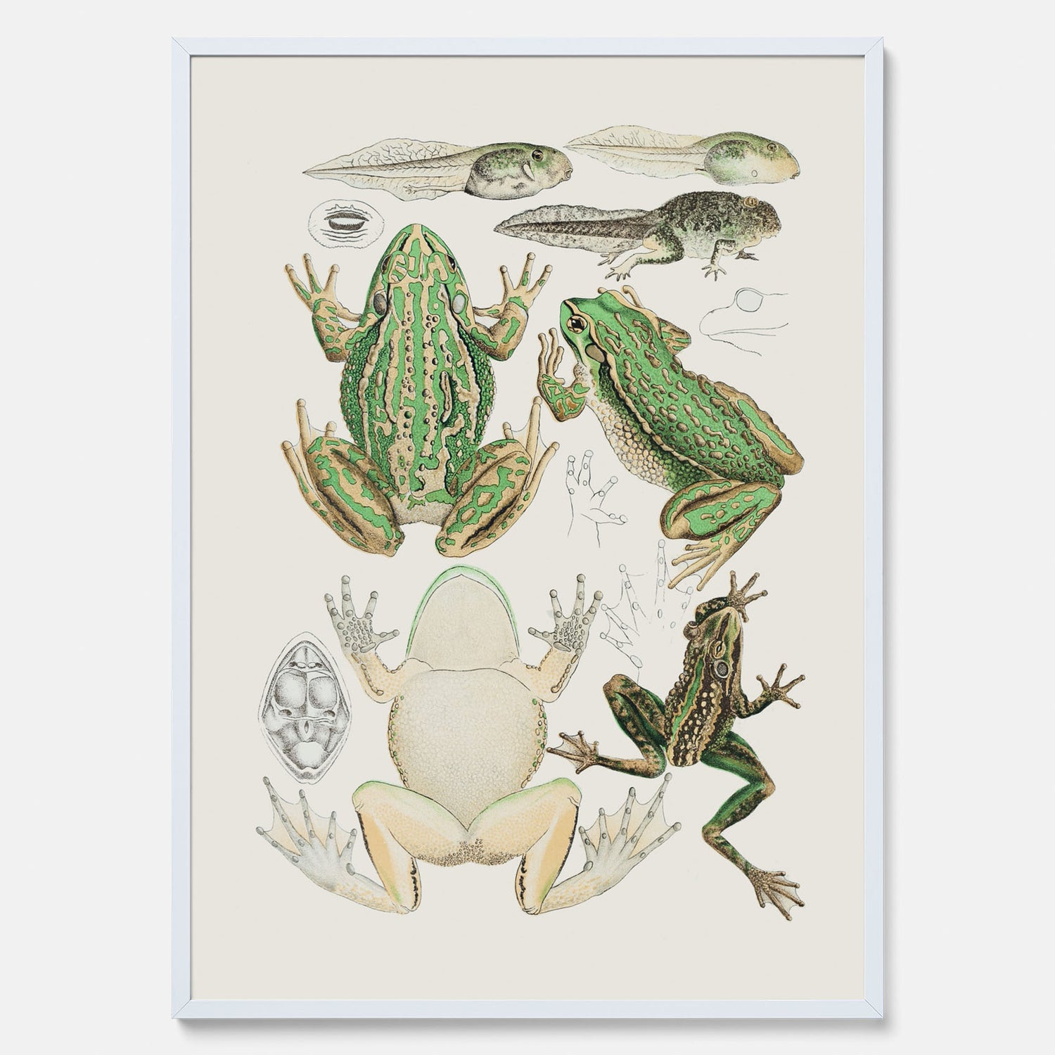 Tavla med grodor, grodtavla  – Vintageposter med grodors utvecklingsstadier