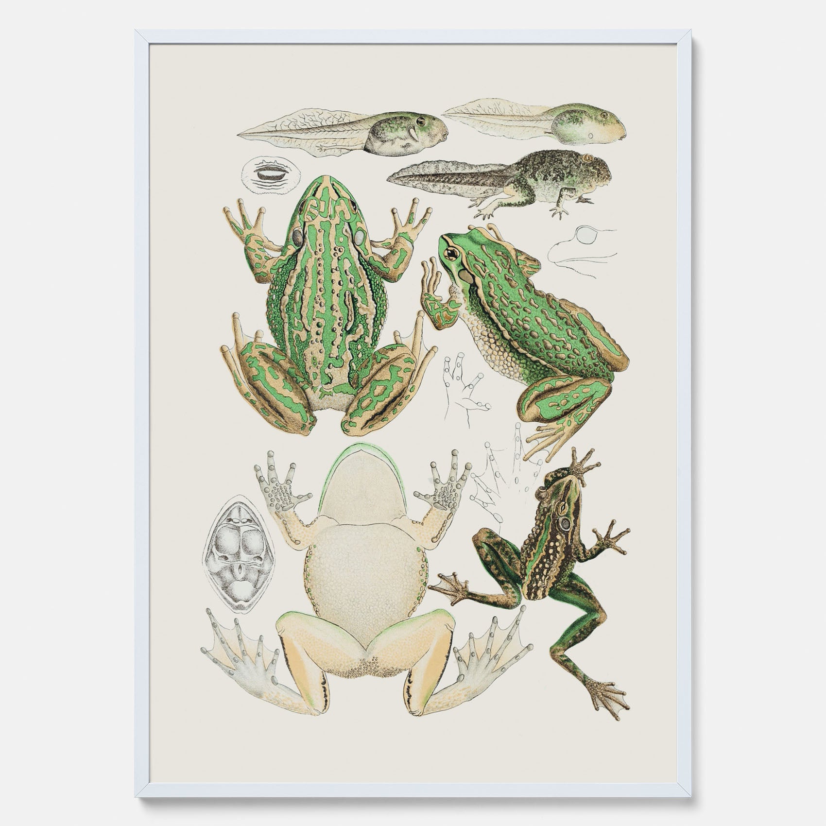 Tavla med grodor, grodtavla  – Vintageposter med grodors utvecklingsstadier