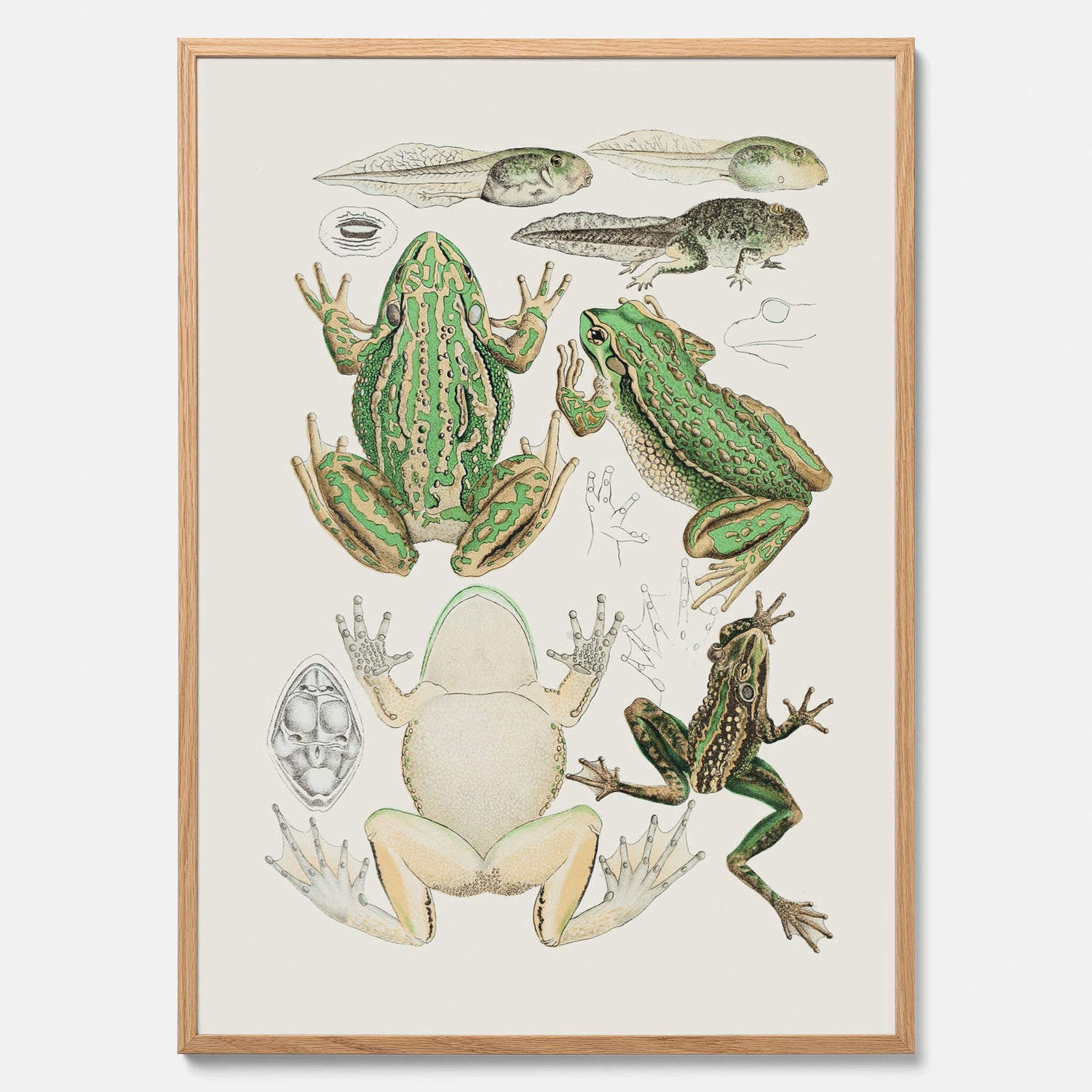 Tavla med grodor, grodtavla  – Vintageposter med grodors utvecklingsstadier