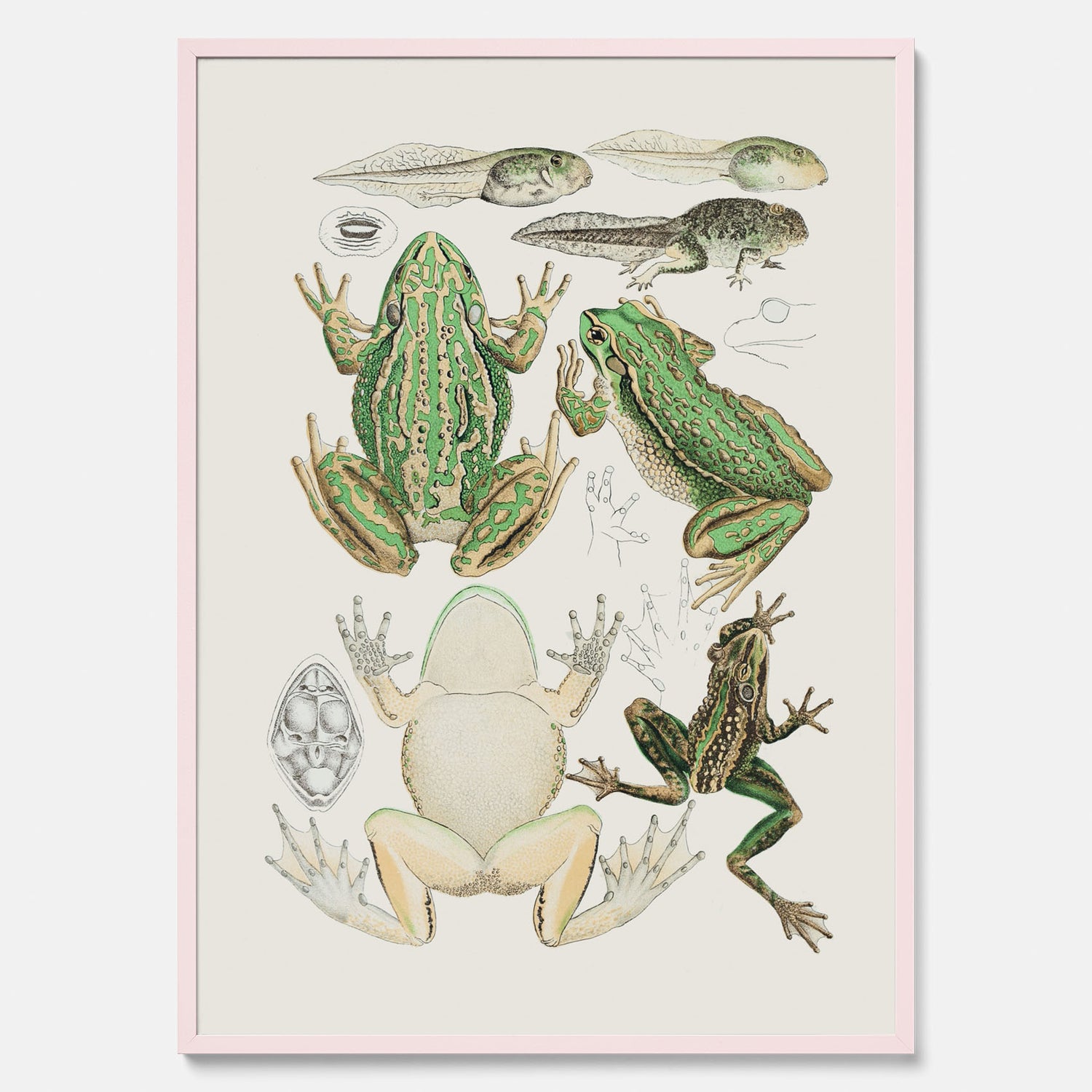 Tavla med grodor, grodtavla  – Vintageposter med grodors utvecklingsstadier