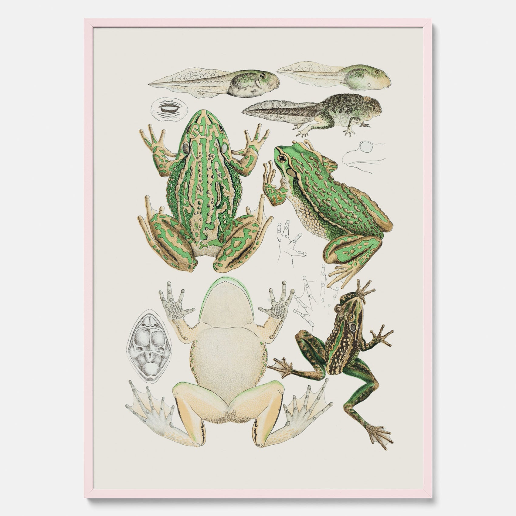 Tavla med grodor, grodtavla  – Vintageposter med grodors utvecklingsstadier