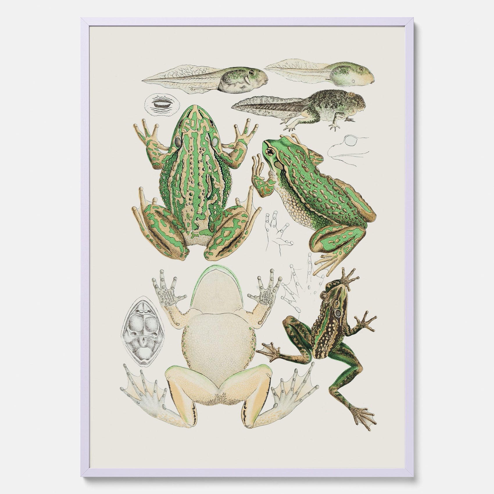 Tavla med grodor, grodtavla  – Vintageposter med grodors utvecklingsstadier