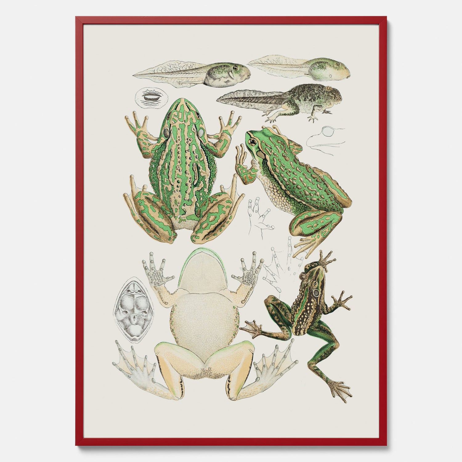 Tavla med grodor, grodtavla  – Vintageposter med grodors utvecklingsstadier