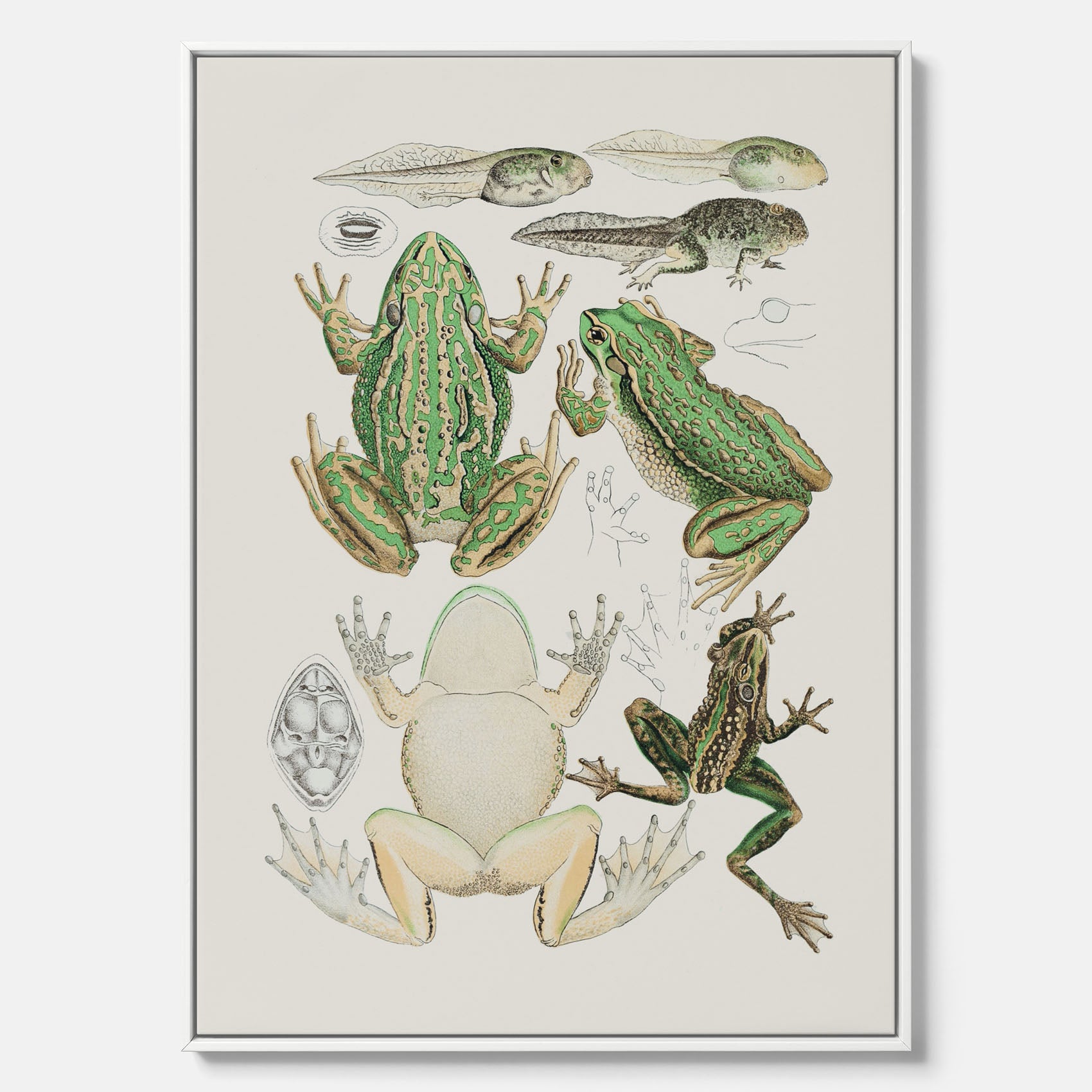 Canvastavla med grodor, grodtavla – Vintageposter med grodors utvecklingsstadier