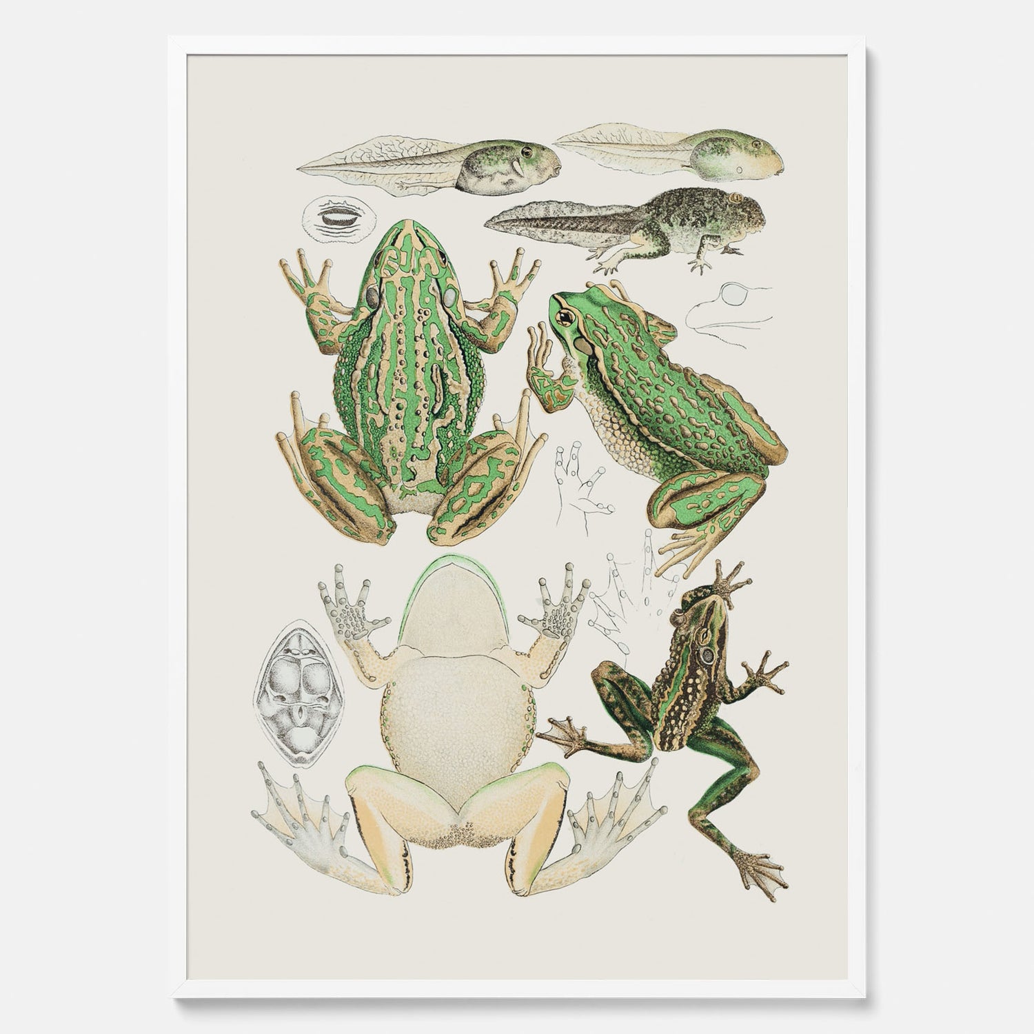 Tavla med grodor, grodtavla  – Vintageposter med grodors utvecklingsstadier
