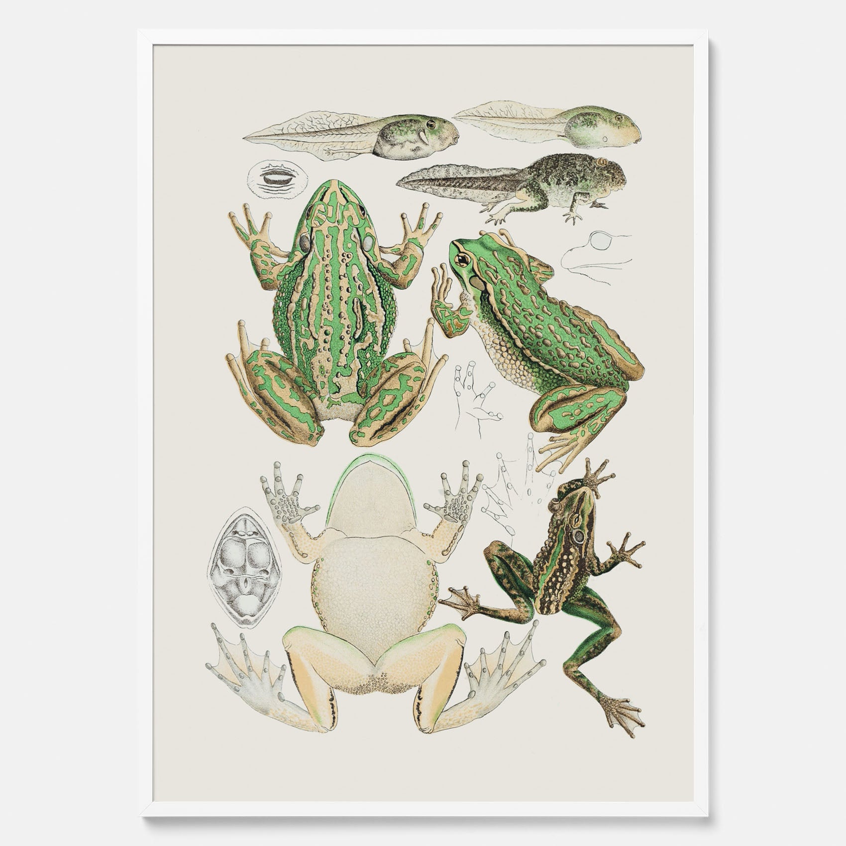 Tavla med grodor, grodtavla  – Vintageposter med grodors utvecklingsstadier
