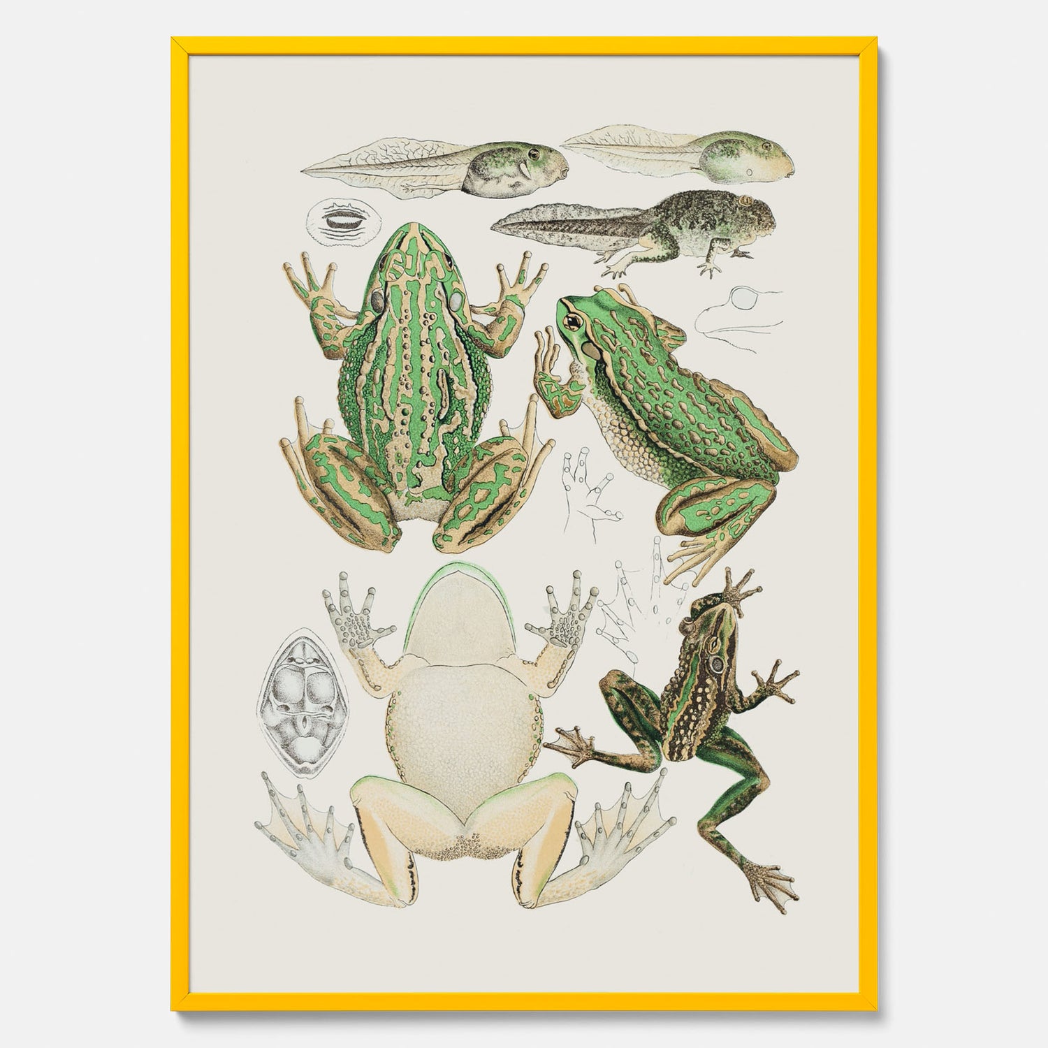 Tavla med grodor, grodtavla  – Vintageposter med grodors utvecklingsstadier