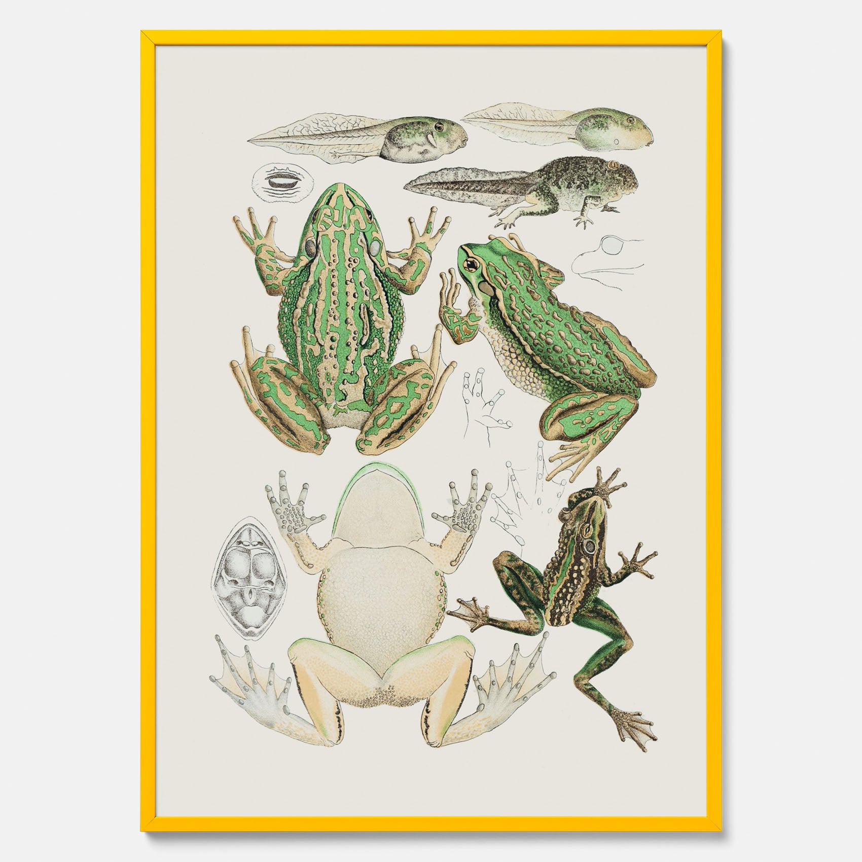 Tavla med grodor, grodtavla  – Vintageposter med grodors utvecklingsstadier