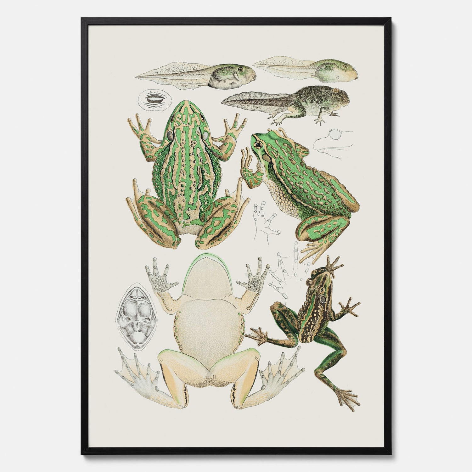 Tavla med grodor, grodtavla  – Vintageposter med grodors utvecklingsstadier