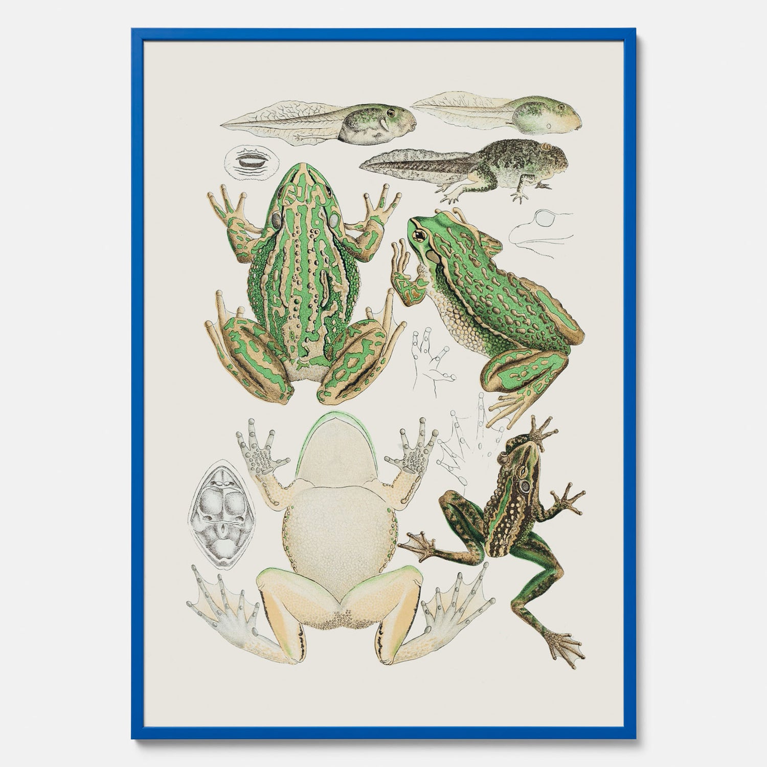 Tavla med grodor, grodtavla  – Vintageposter med grodors utvecklingsstadier
