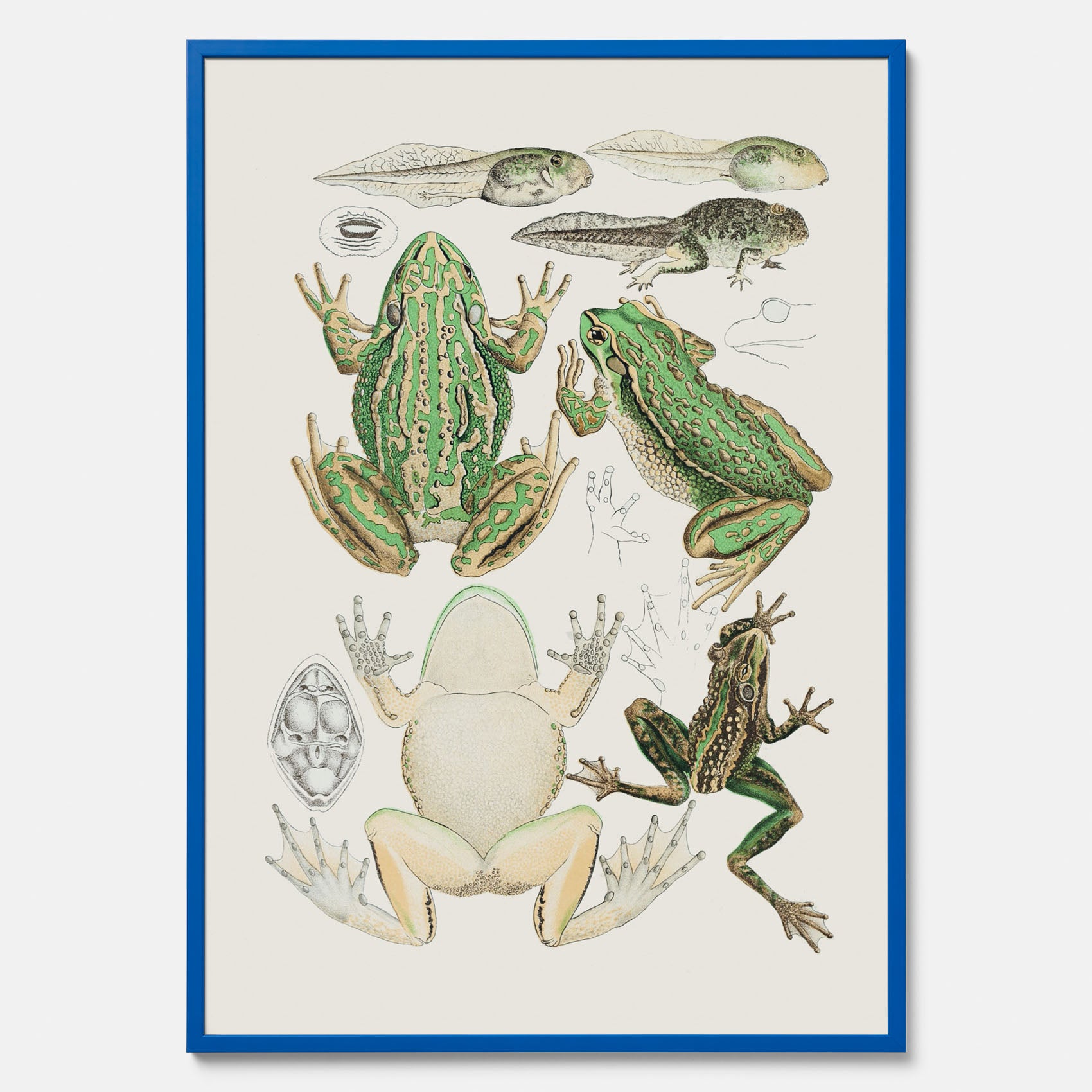 Tavla med grodor, grodtavla  – Vintageposter med grodors utvecklingsstadier