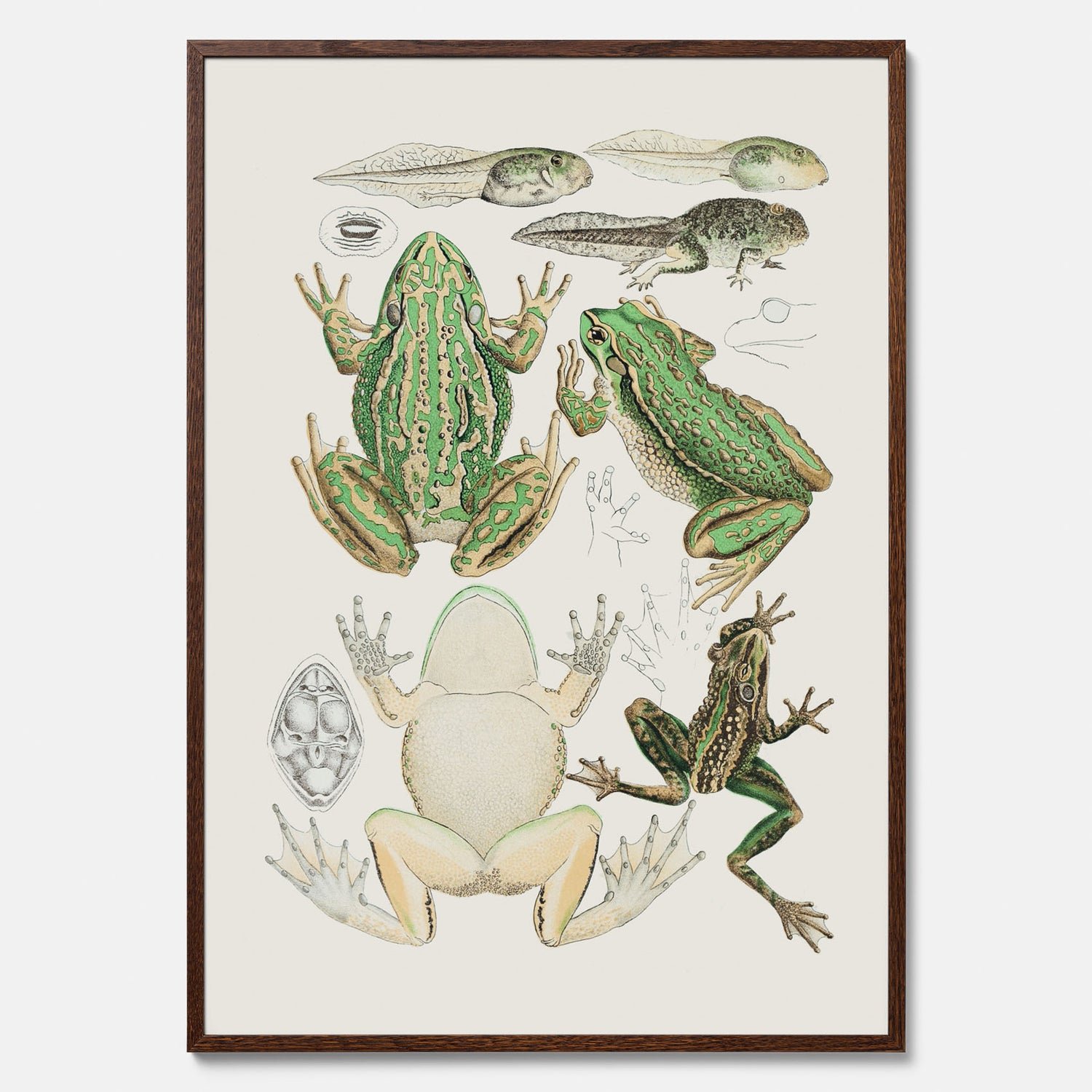 Tavla med grodor, grodtavla  – Vintageposter med grodors utvecklingsstadier