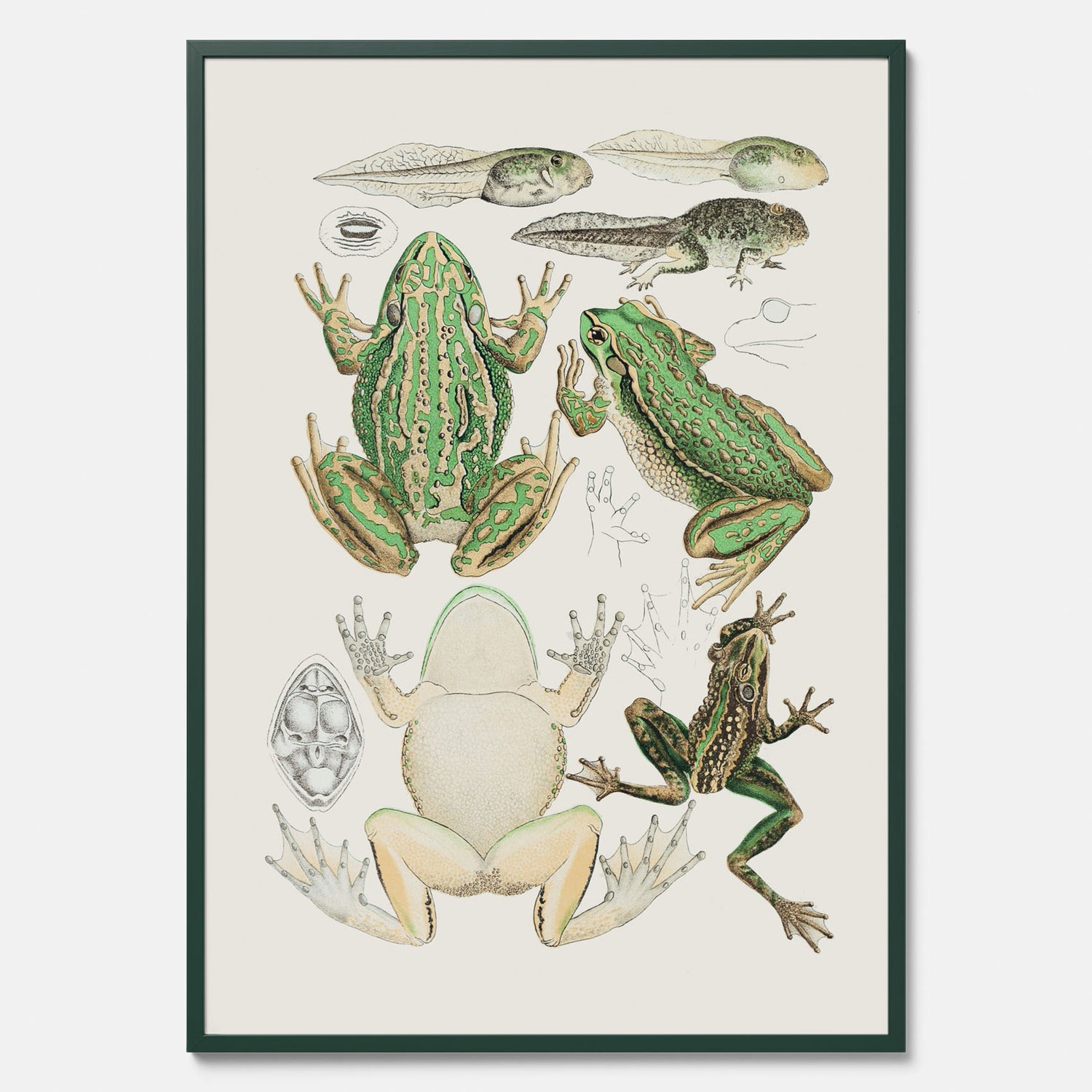 Tavla med grodor, grodtavla  – Vintageposter med grodors utvecklingsstadier