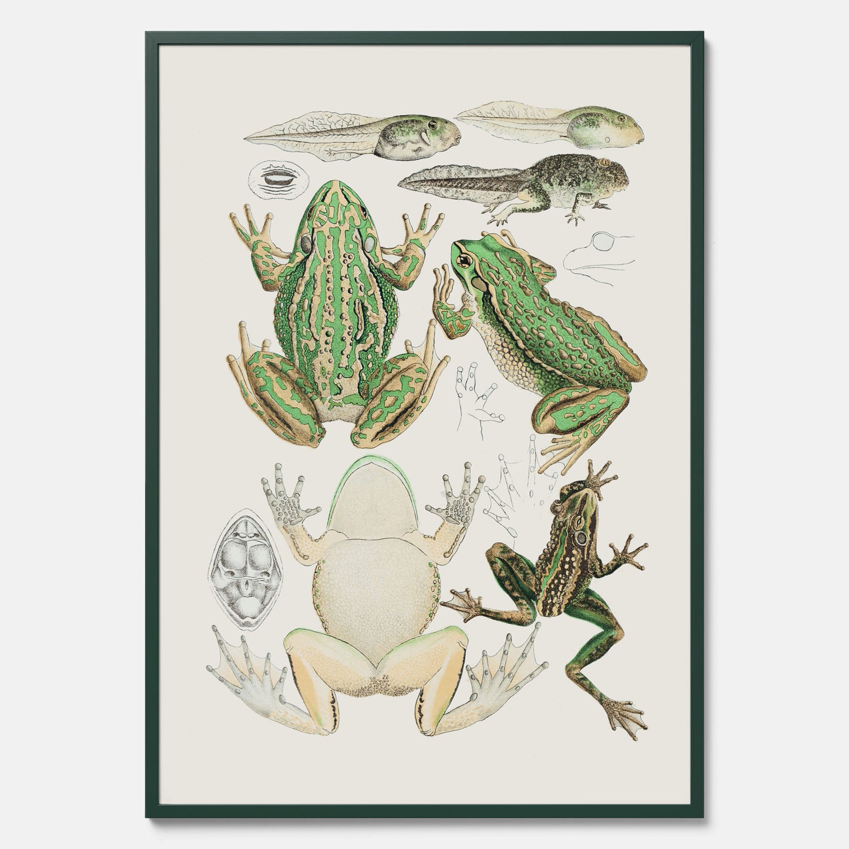 Tavla med grodor, grodtavla  – Vintageposter med grodors utvecklingsstadier