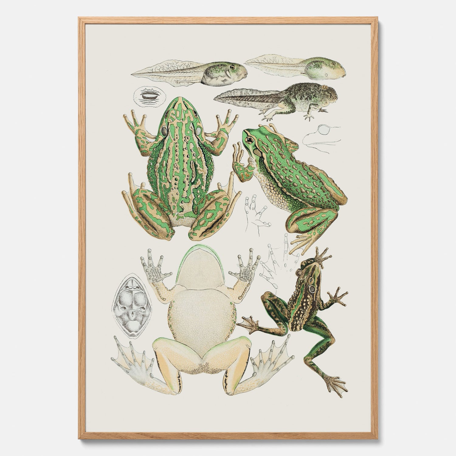 Tavla med grodor, grodtavla  – Vintageposter med grodors utvecklingsstadier