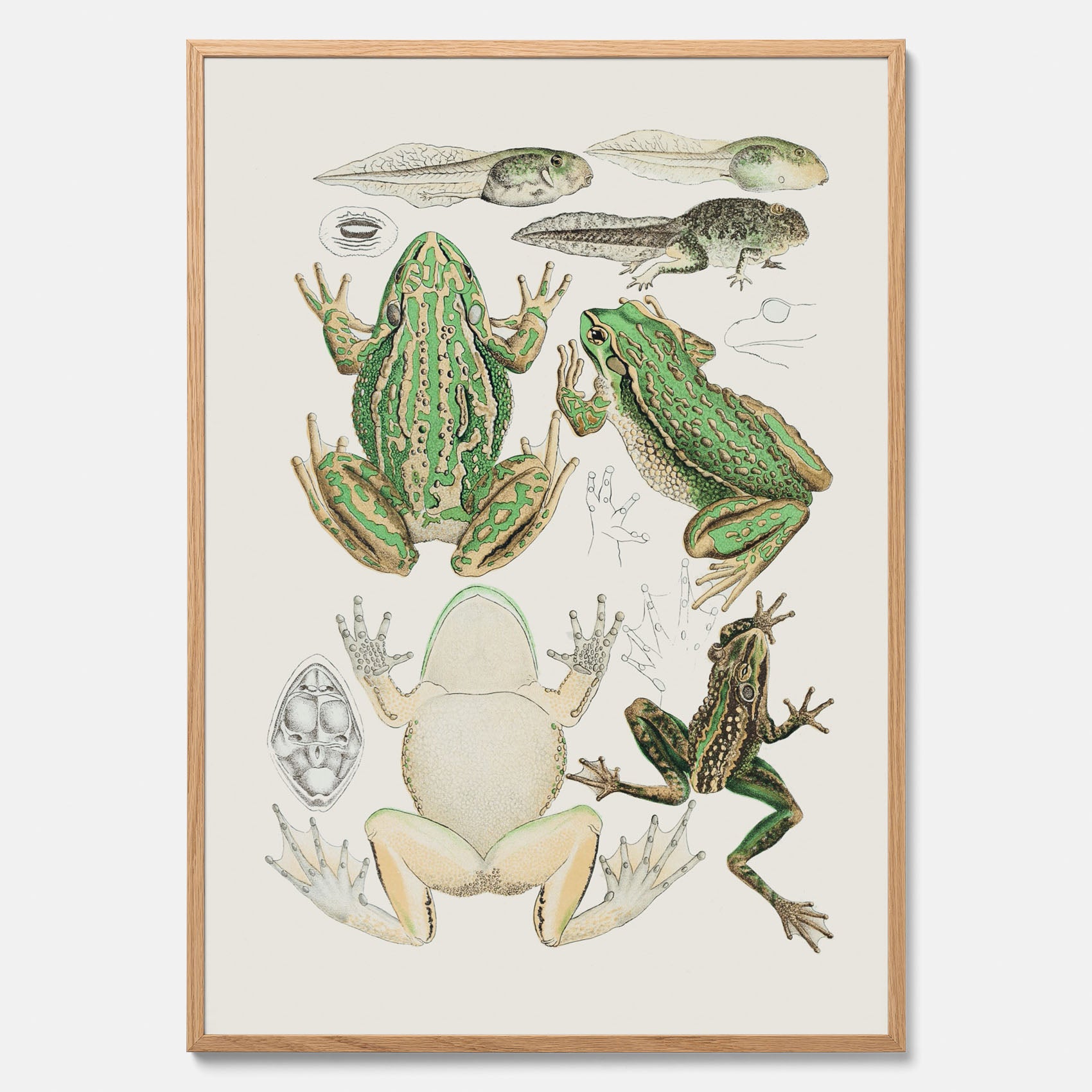Tavla med grodor, grodtavla  – Vintageposter med grodors utvecklingsstadier