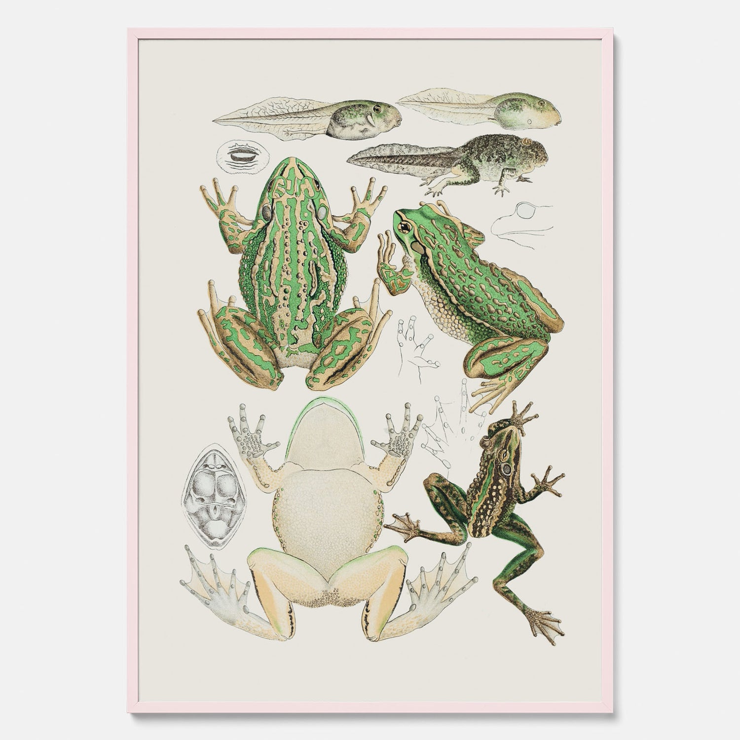 Tavla med grodor, grodtavla  – Vintageposter med grodors utvecklingsstadier