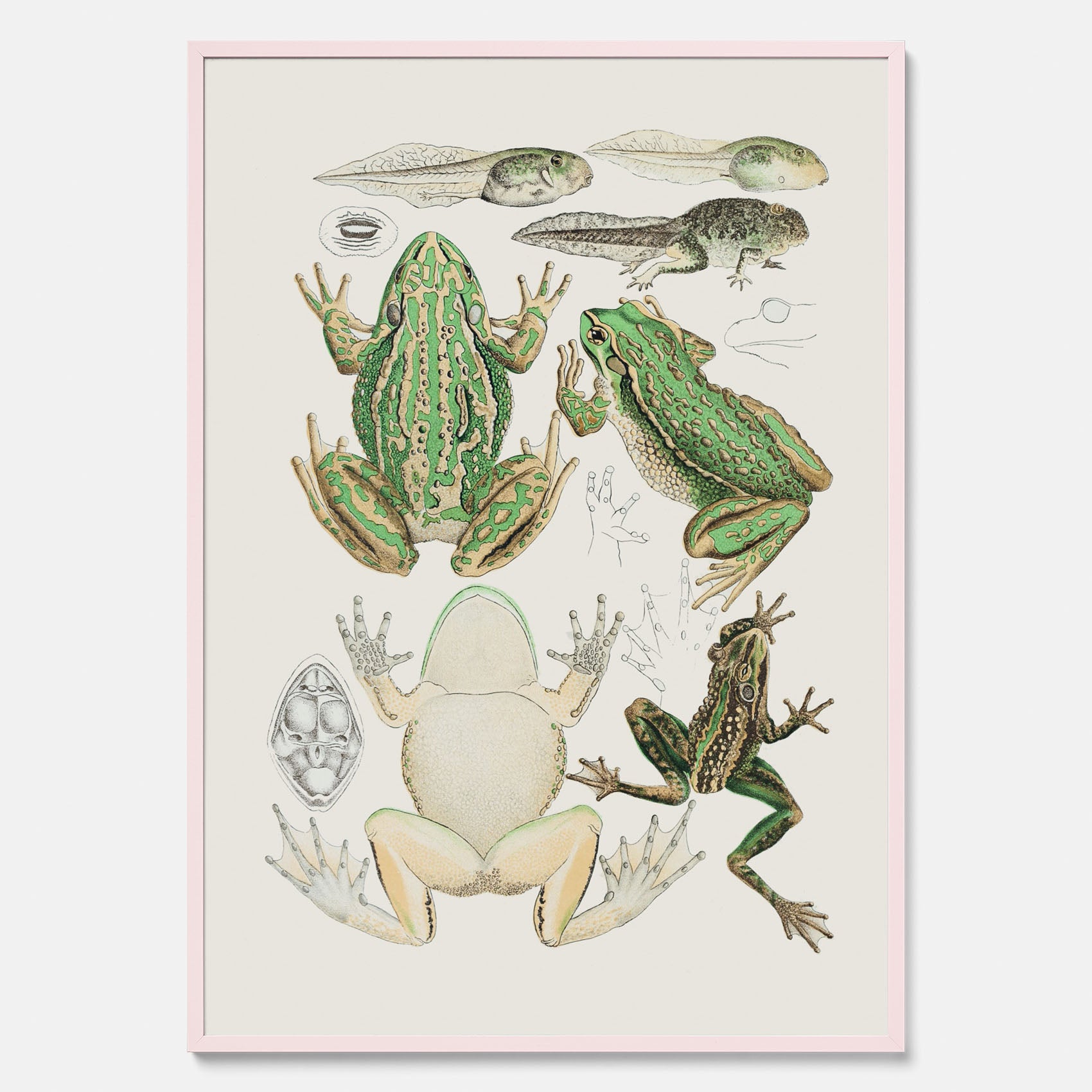 Tavla med grodor, grodtavla  – Vintageposter med grodors utvecklingsstadier