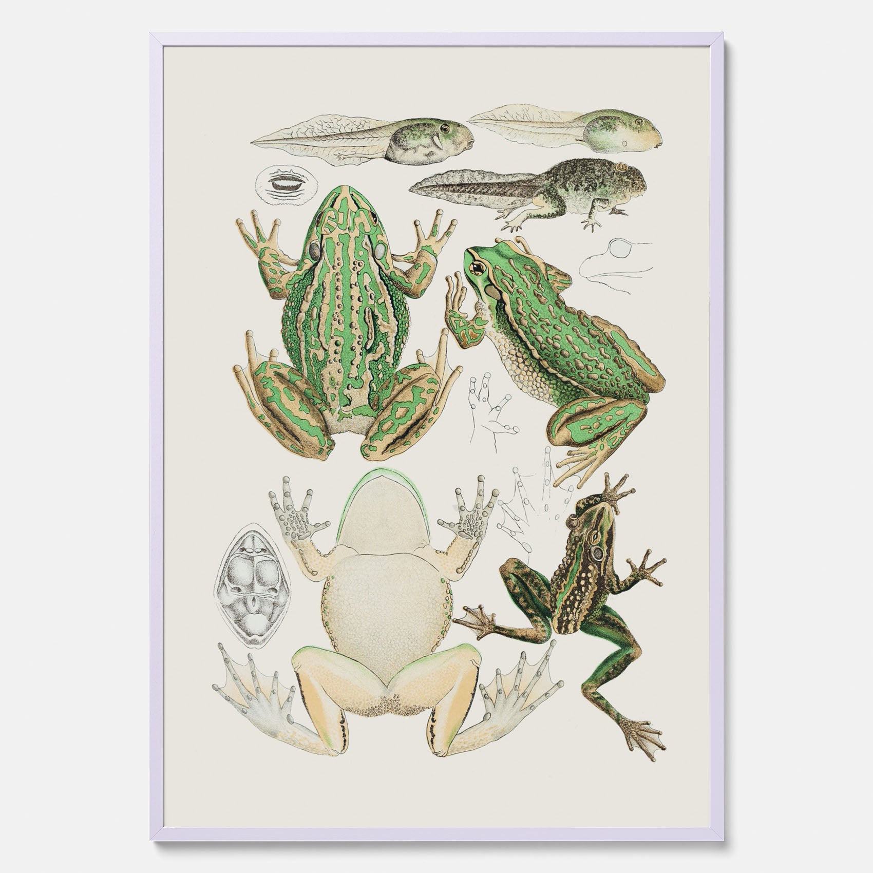 Tavla med grodor, grodtavla  – Vintageposter med grodors utvecklingsstadier