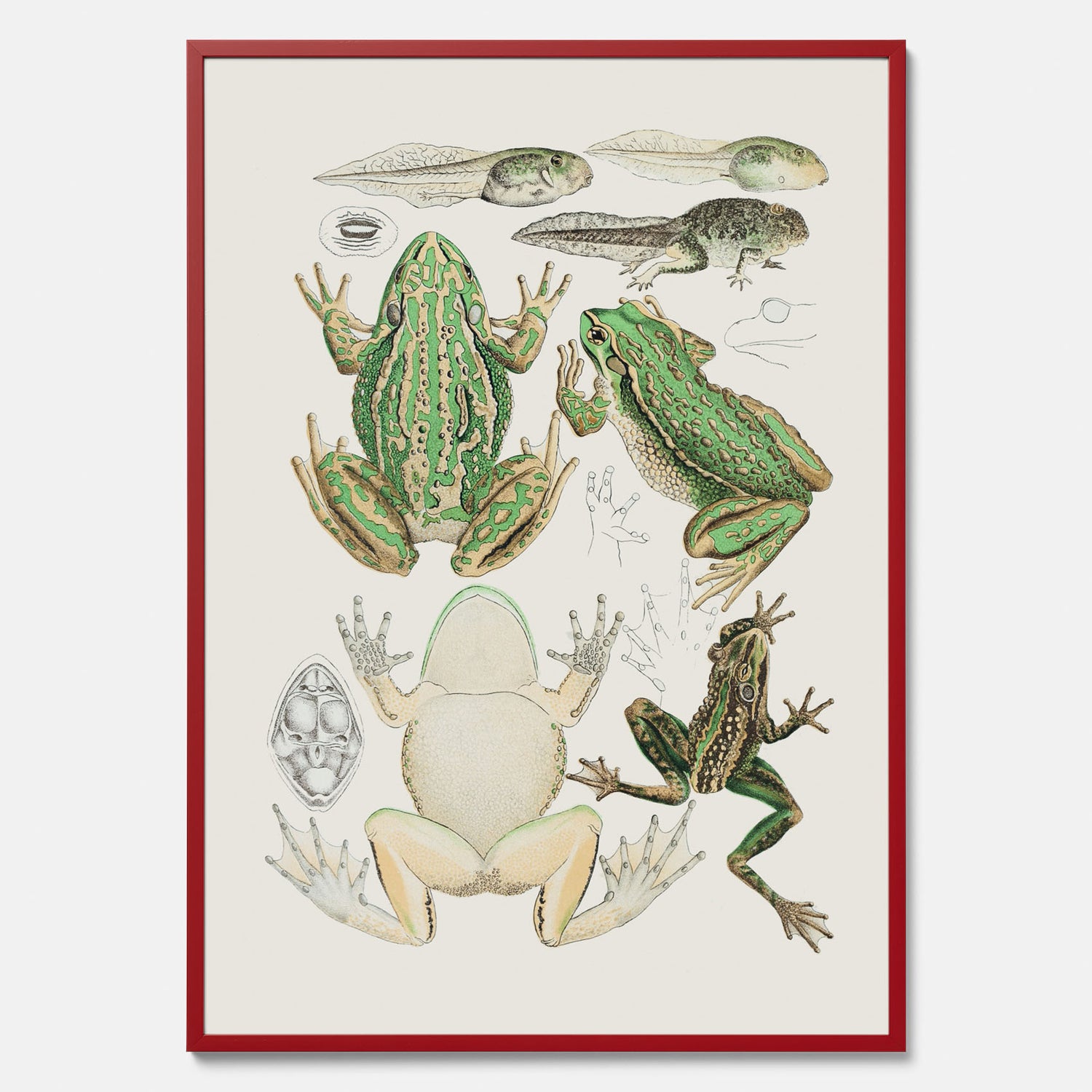 Tavla med grodor, grodtavla  – Vintageposter med grodors utvecklingsstadier